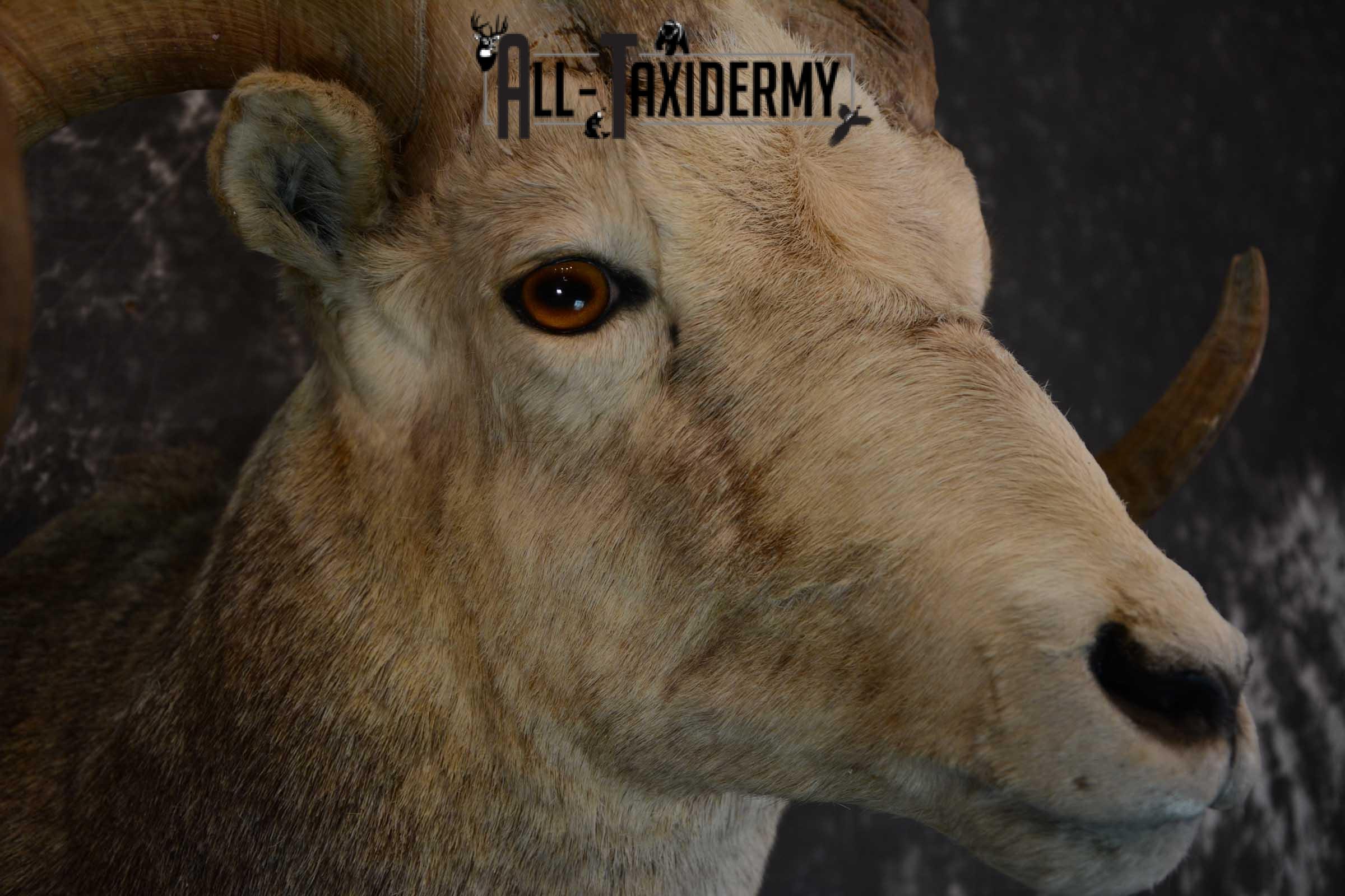 Stone Sheep taxidermy shoulder mount for sale SKU 1655 - Image 4