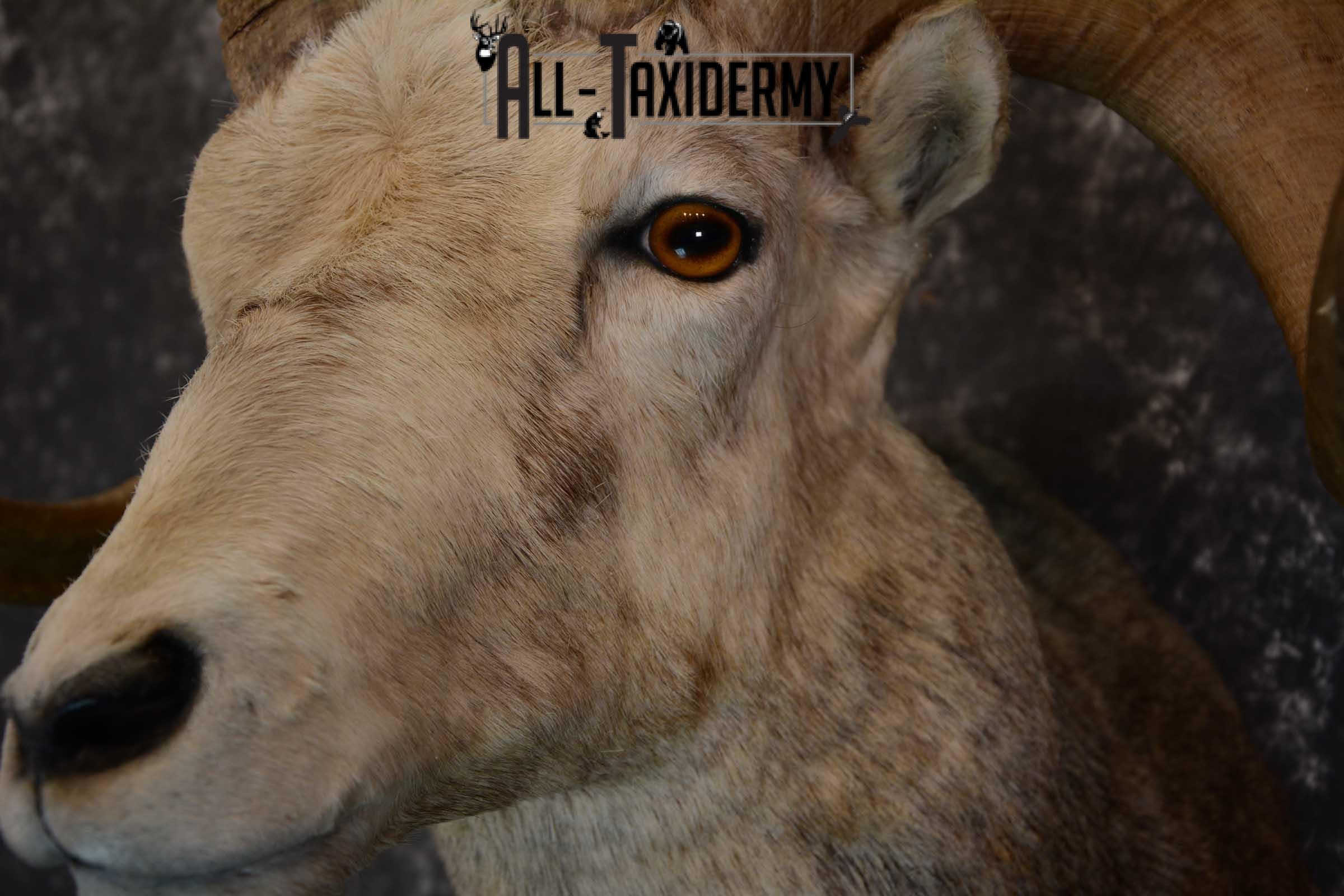 Stone Sheep taxidermy shoulder mount for sale SKU 1655 - Image 3