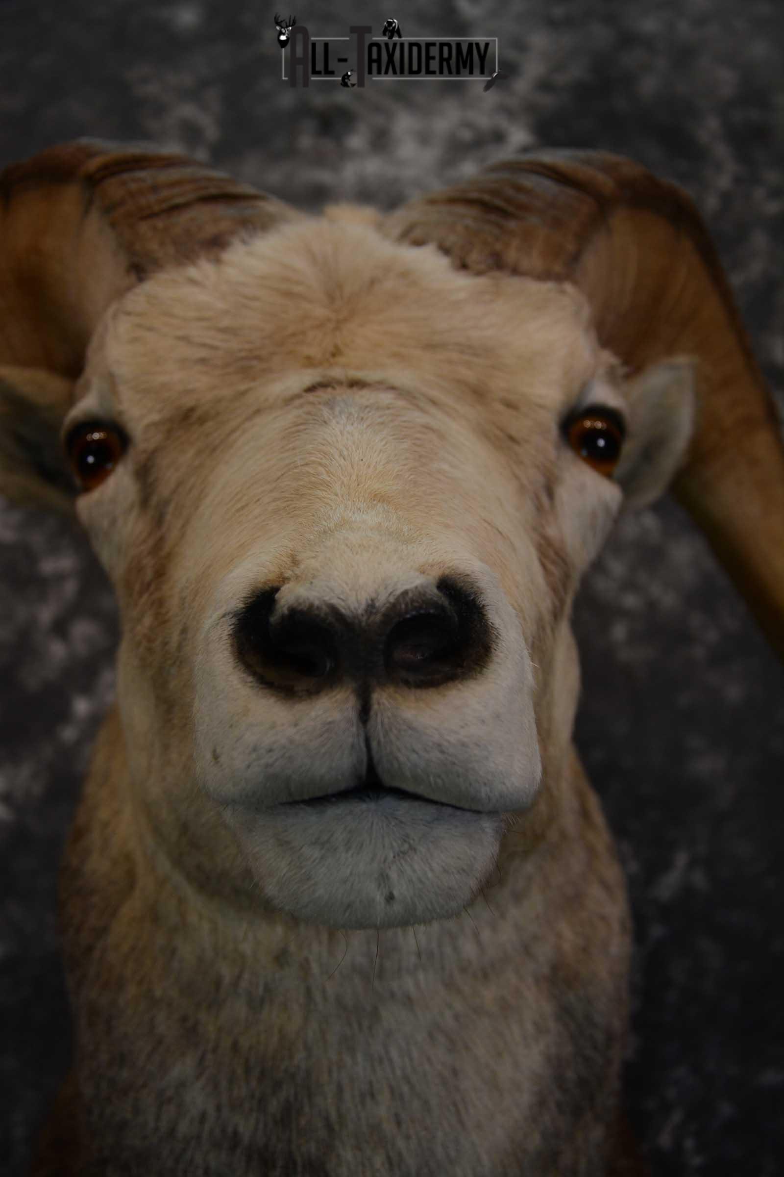 Stone Sheep taxidermy shoulder mount for sale SKU 1655 - Image 2