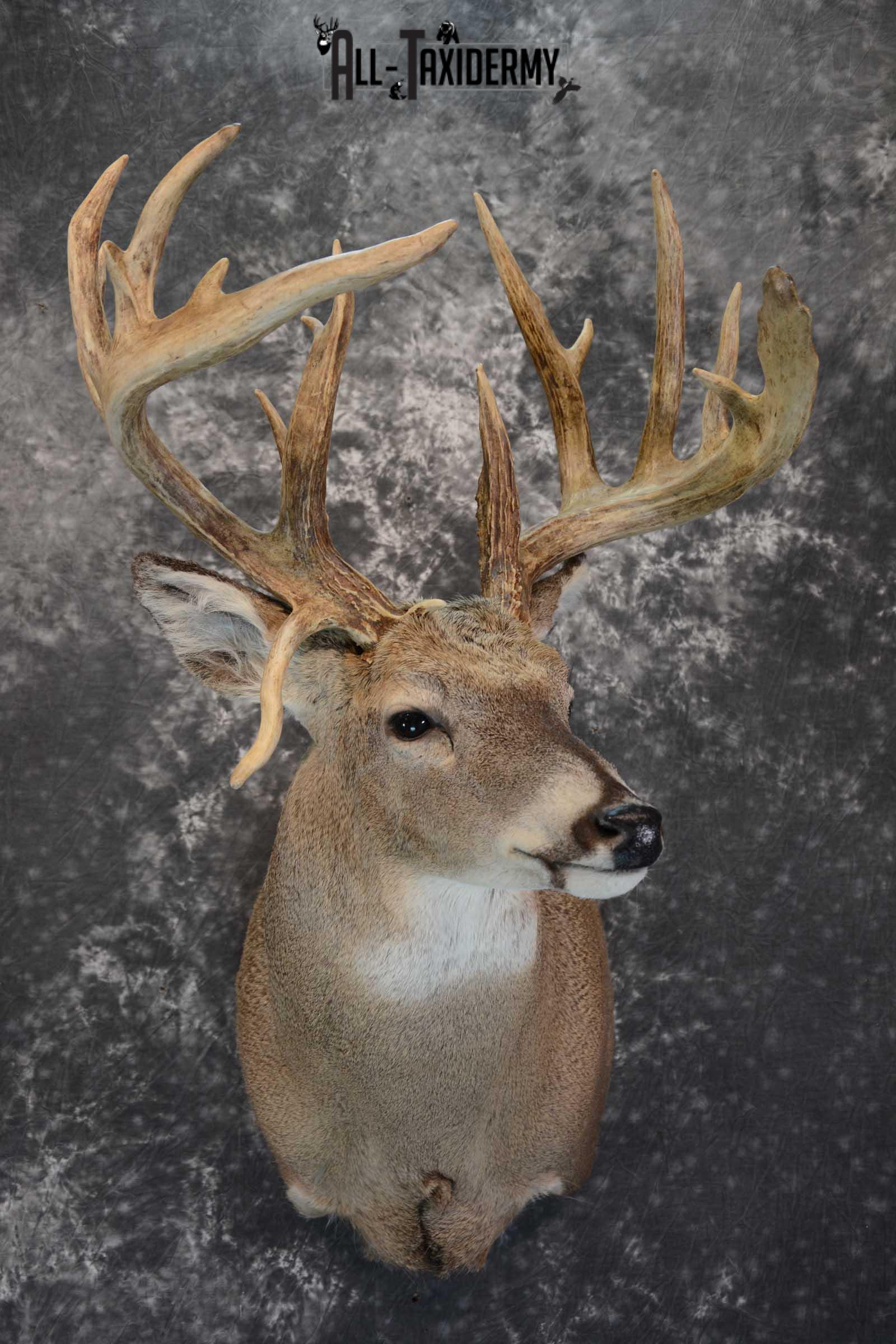 Whitetail Shoulder Mount taxidermy for sale SKU 1656