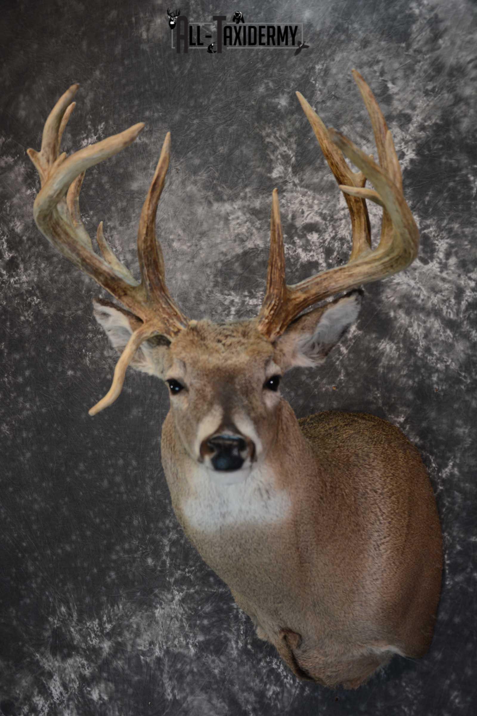Whitetail Shoulder Mount taxidermy for sale SKU 1656 - Image 8