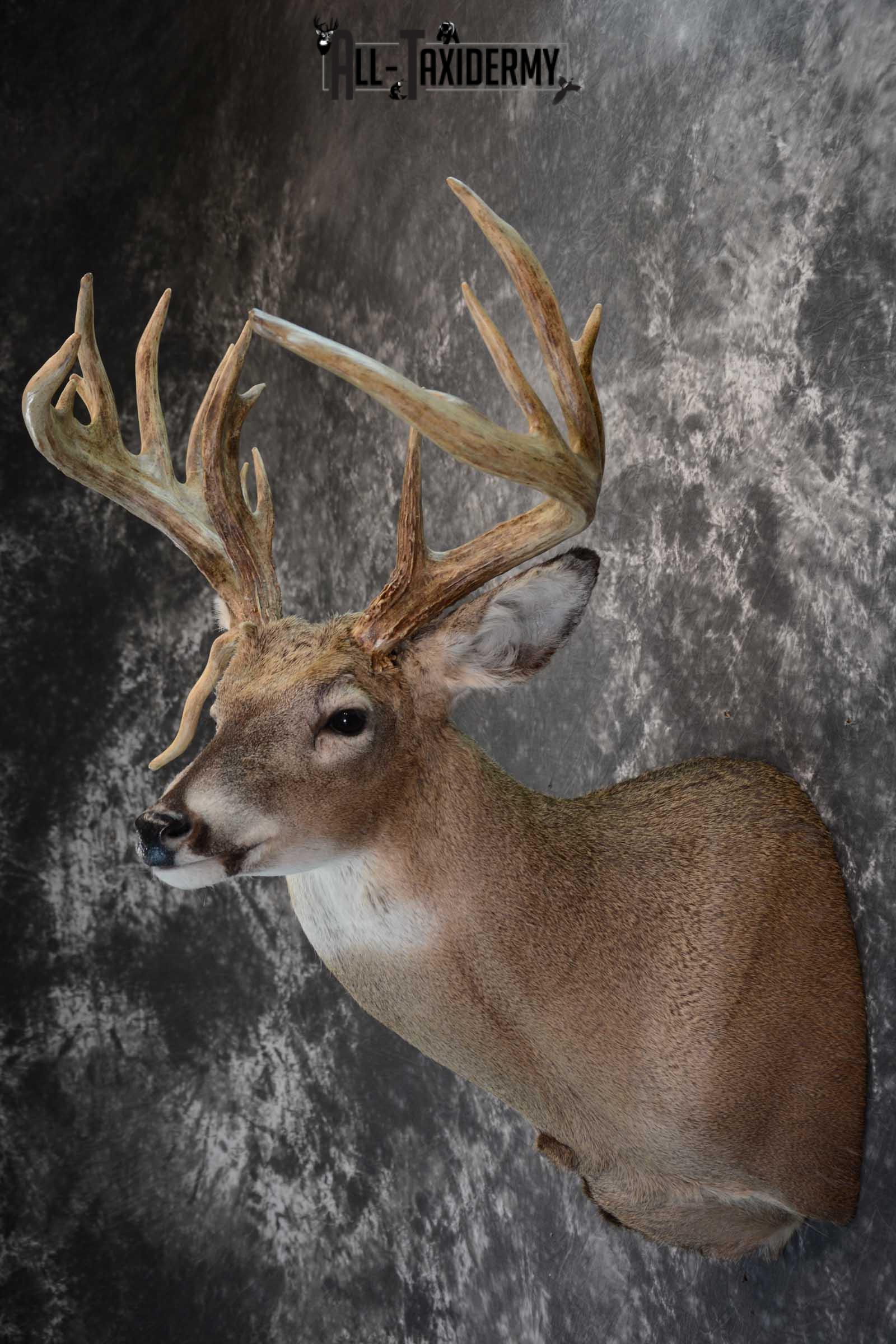 Whitetail Shoulder Mount taxidermy for sale SKU 1656 - Image 7