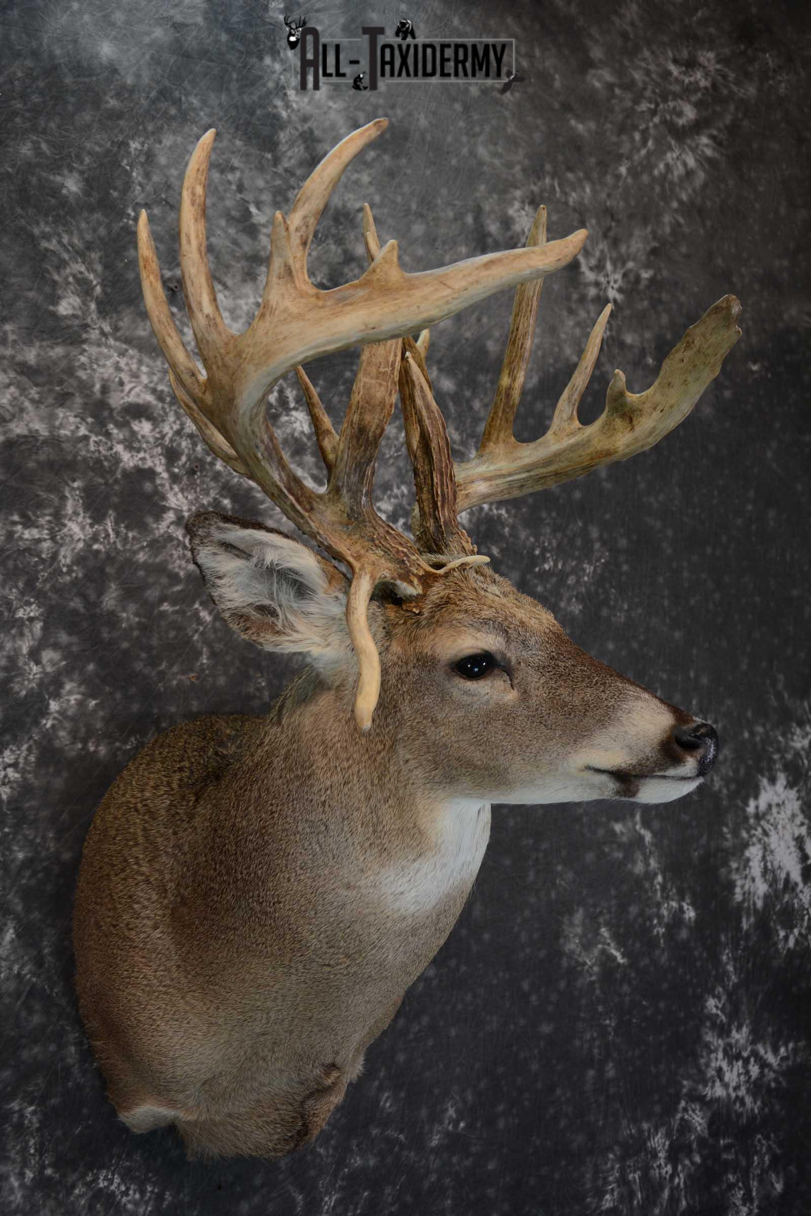Whitetail Shoulder Mount taxidermy for sale SKU 1656 - Image 6