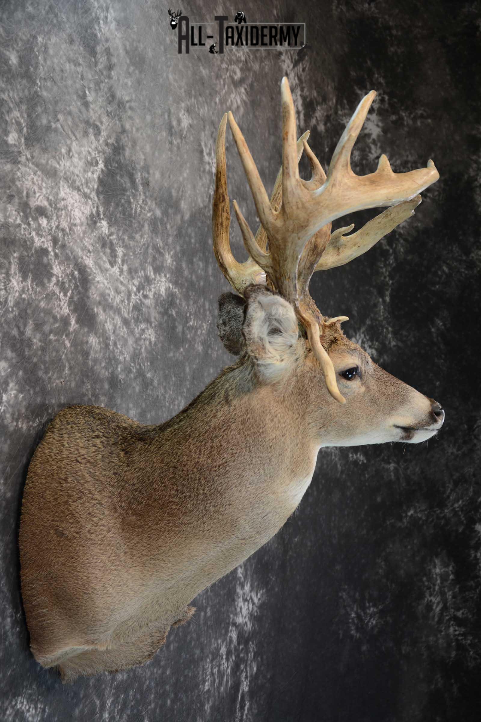 Whitetail Shoulder Mount taxidermy for sale SKU 1656 - Image 5