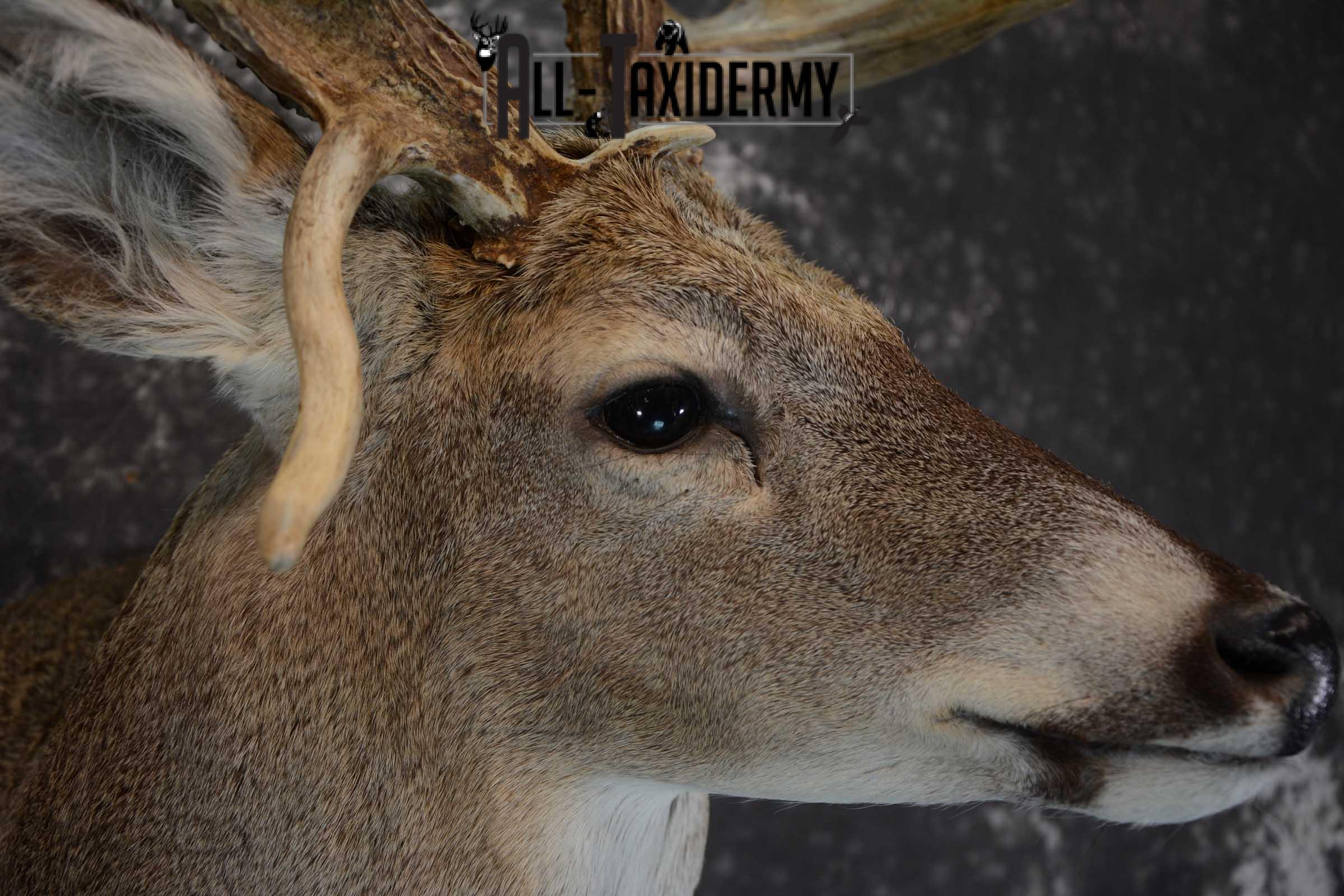 Whitetail Shoulder Mount taxidermy for sale SKU 1656 - Image 4