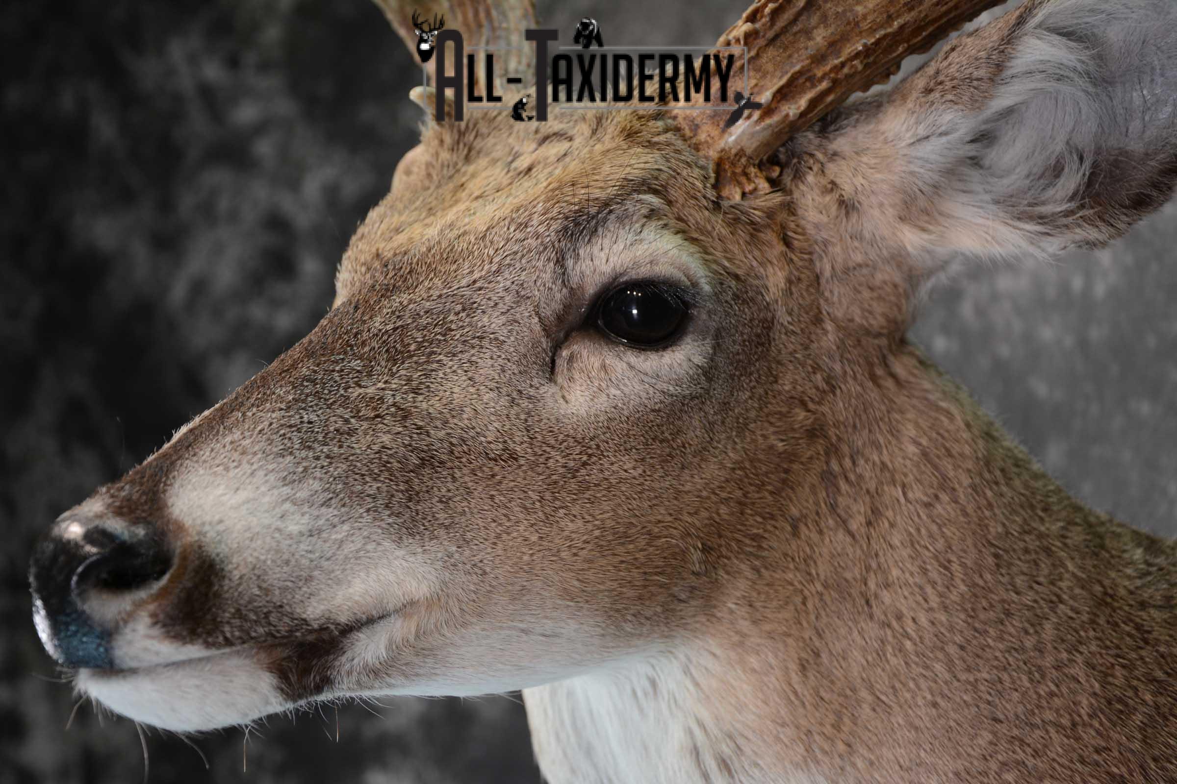 Whitetail Shoulder Mount taxidermy for sale SKU 1656 - Image 3