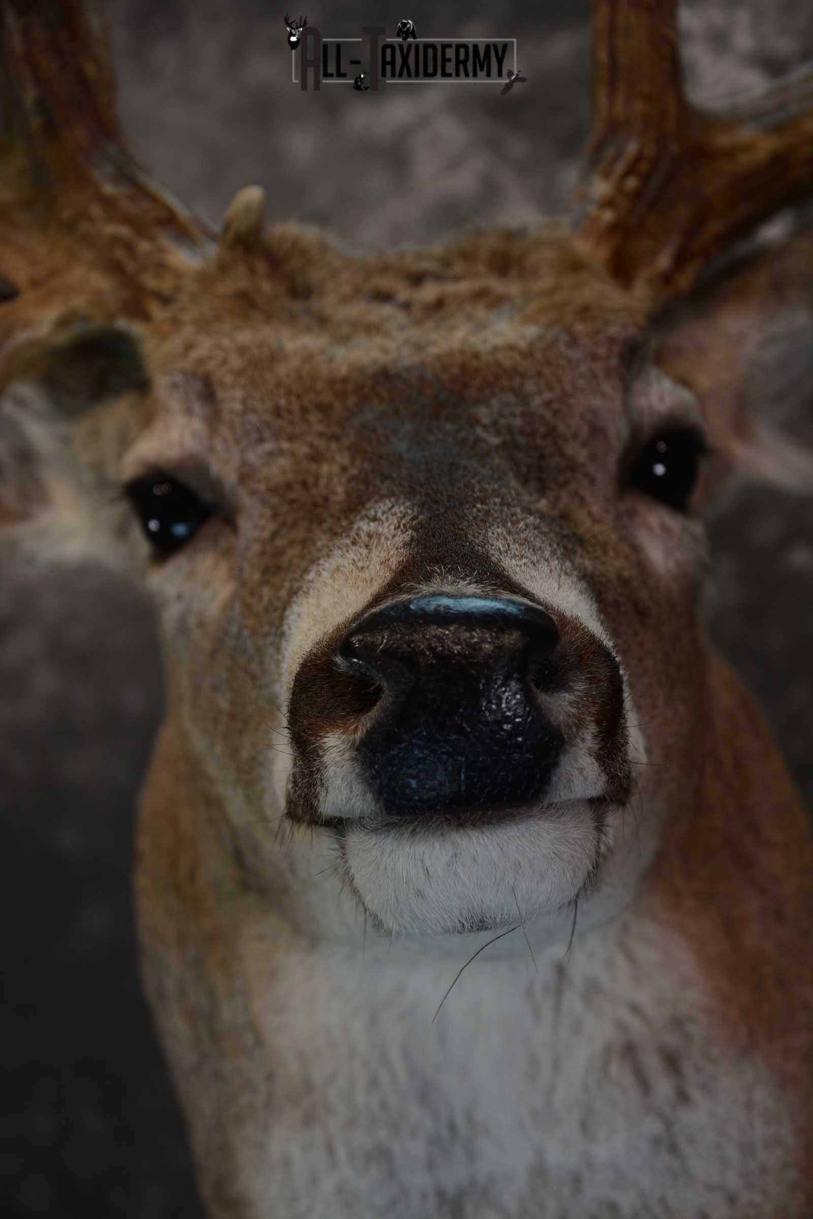 Whitetail Shoulder Mount taxidermy for sale SKU 1656 - Image 2