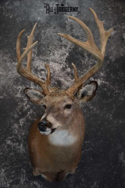 Whitetail Deer Shoulder taxidermy mount for sale SKU 1657
