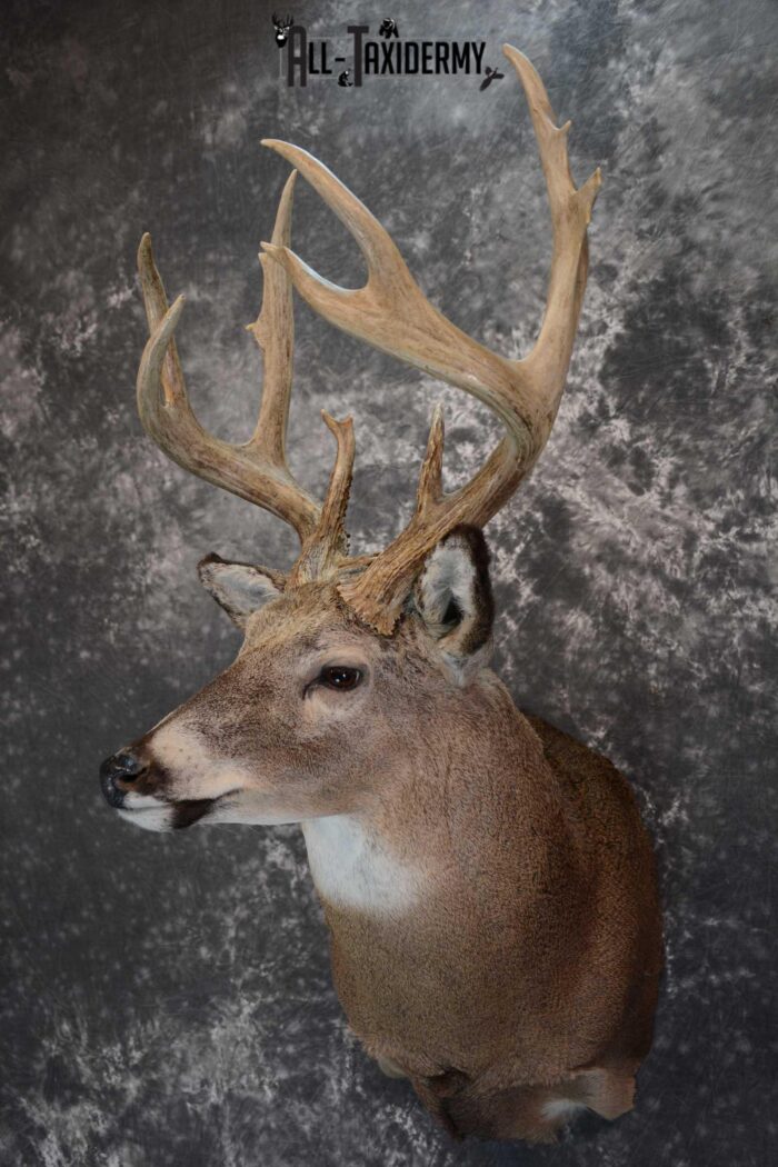 Whitetail Deer - How to Mount a Deer Mount