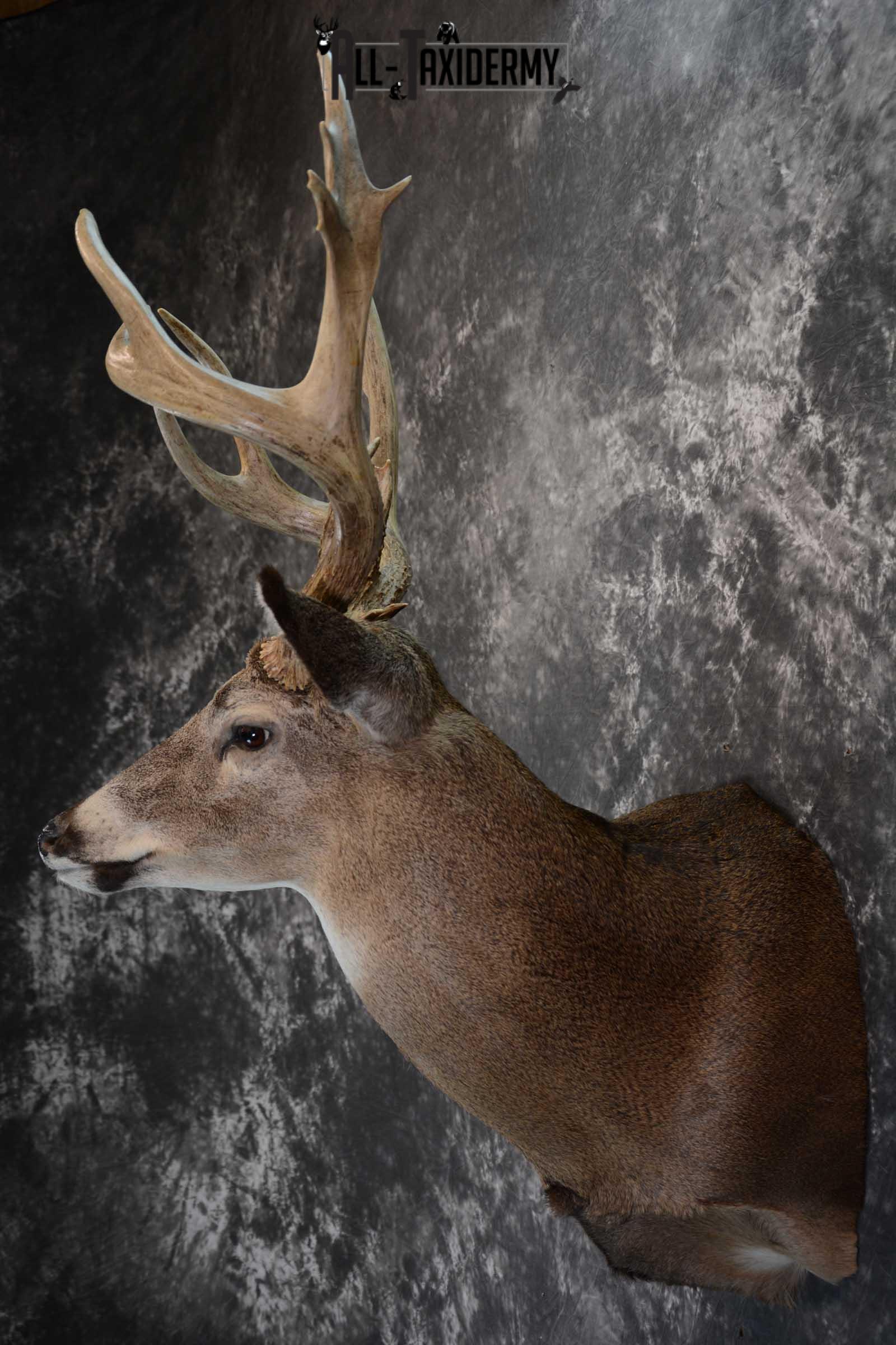 Whitetail Deer Shoulder taxidermy mount for sale SKU 1657 - Image 7