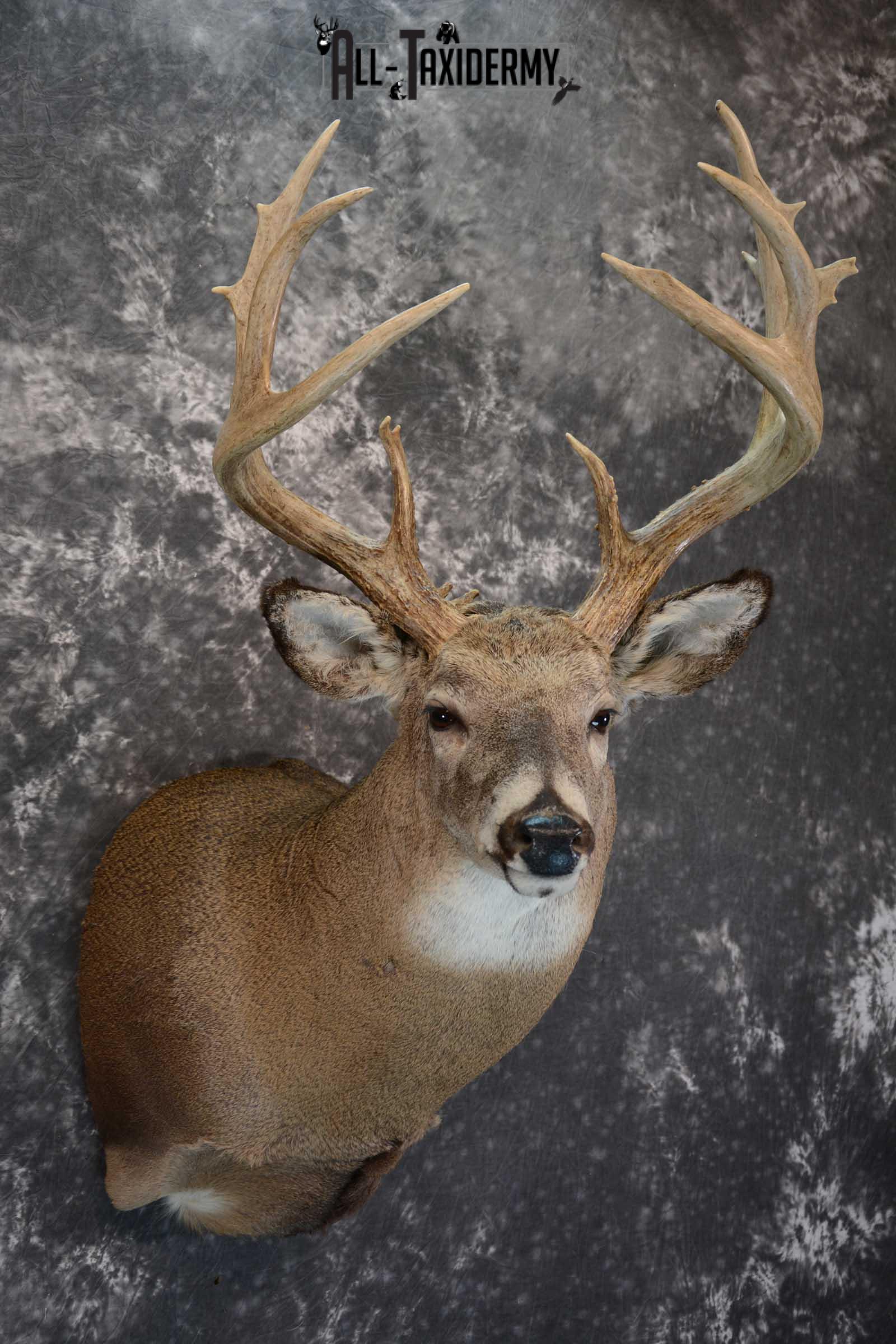 Whitetail Deer Shoulder taxidermy mount for sale SKU 1657 - Image 6