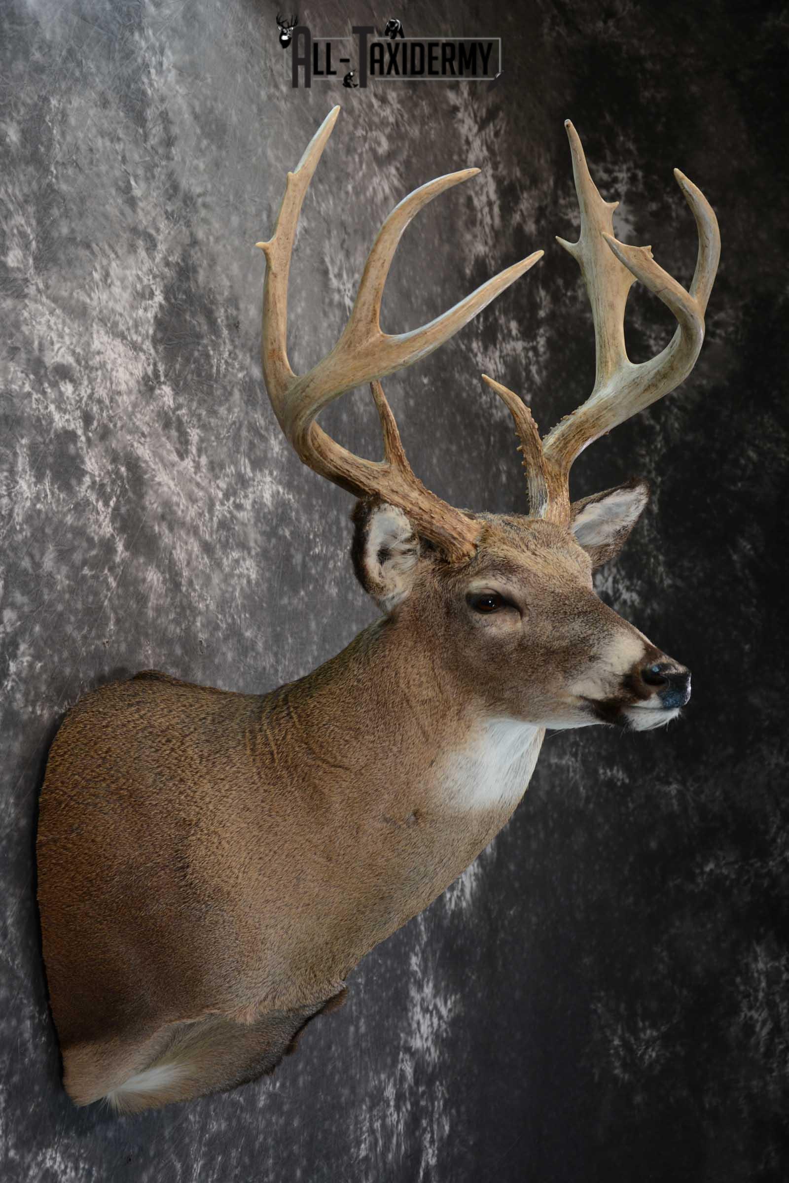 Whitetail Deer Shoulder taxidermy mount for sale SKU 1657 - Image 5