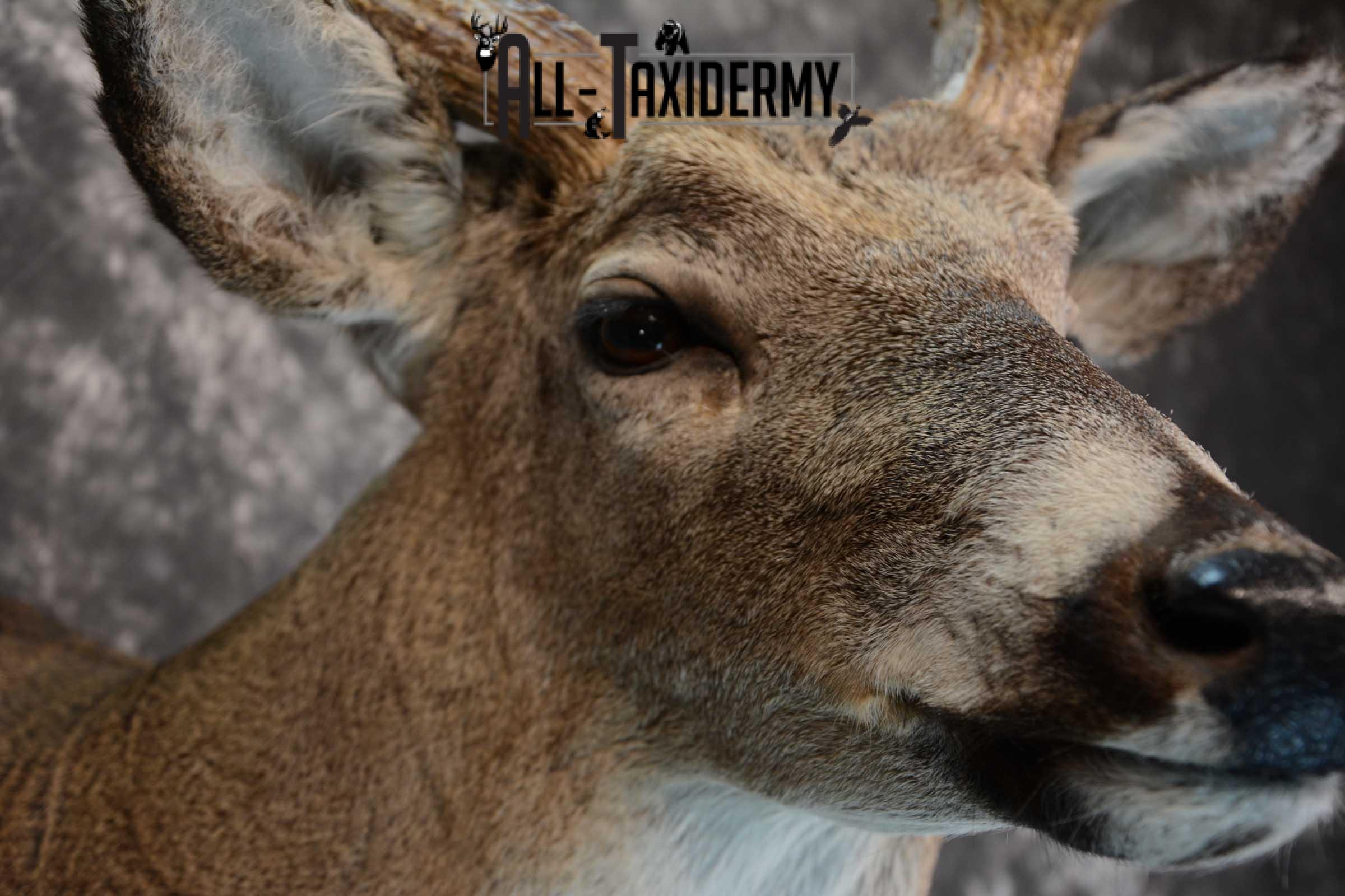 Whitetail Deer Shoulder taxidermy mount for sale SKU 1657 - Image 4