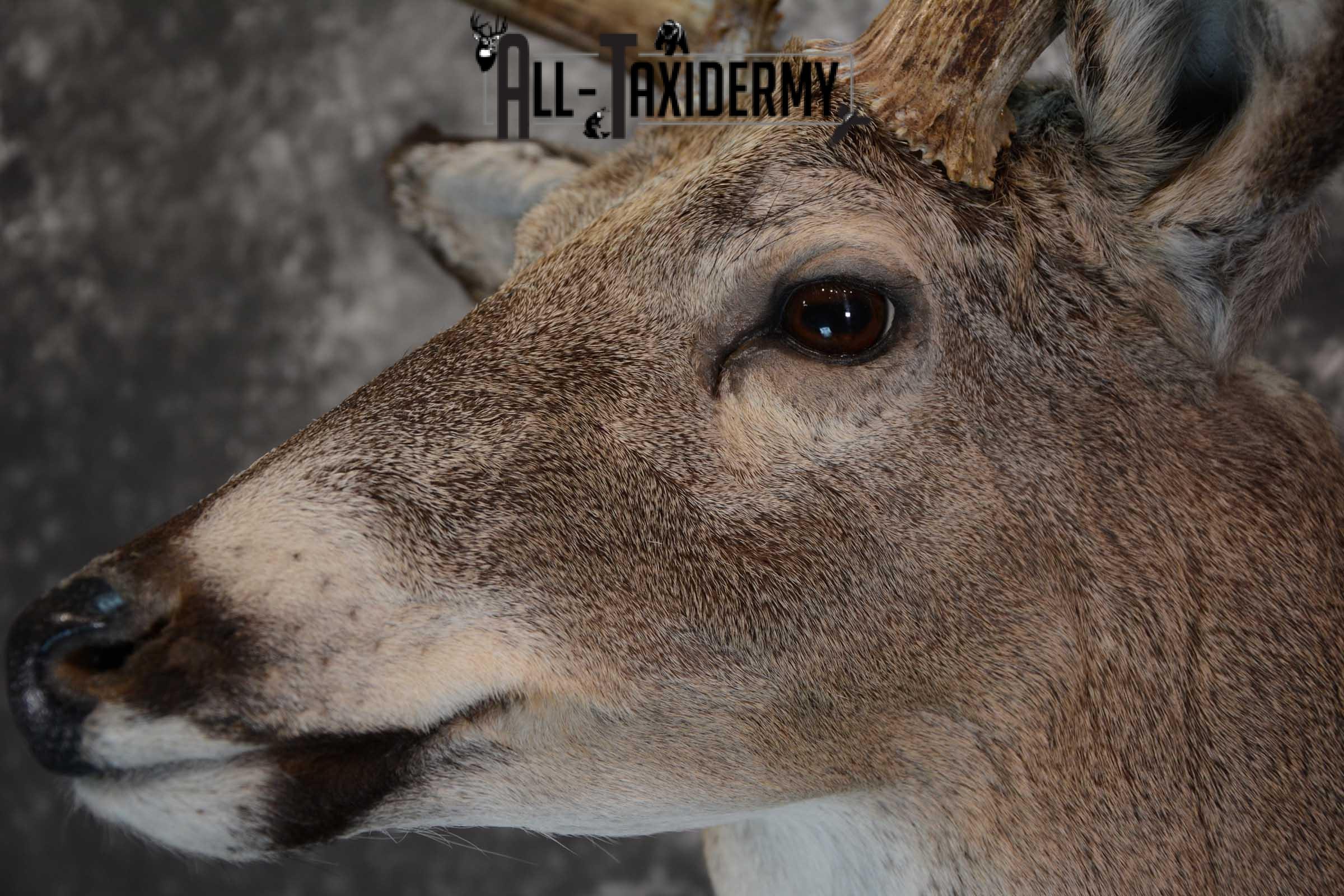 Whitetail Deer Shoulder taxidermy mount for sale SKU 1657 - Image 3