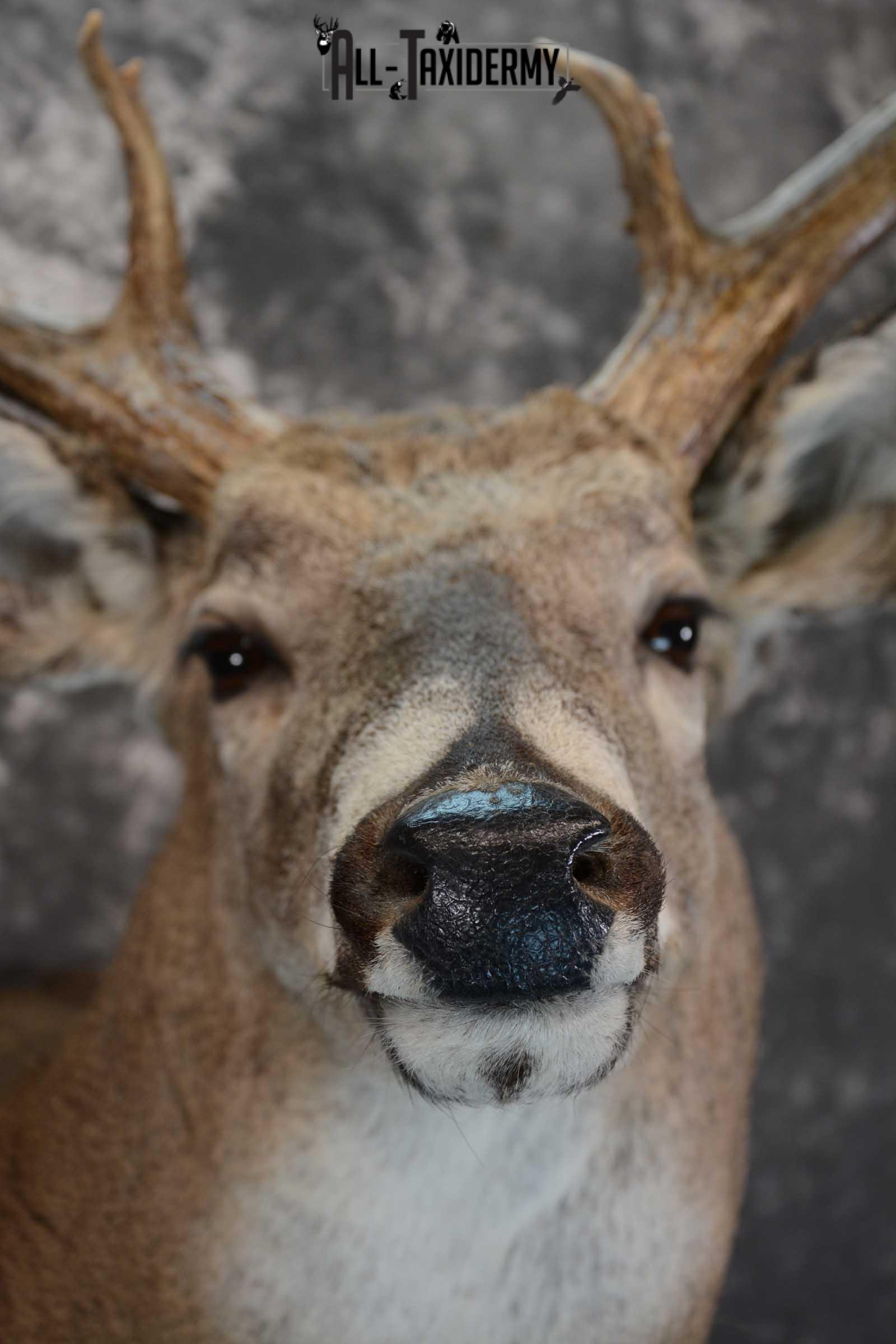 Whitetail Deer Shoulder taxidermy mount for sale SKU 1657 - Image 2