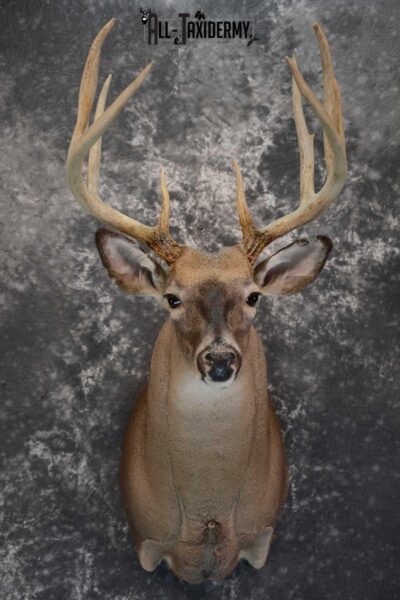 Whitetail deer taxidermy shoulder mount for sale SKU 1658