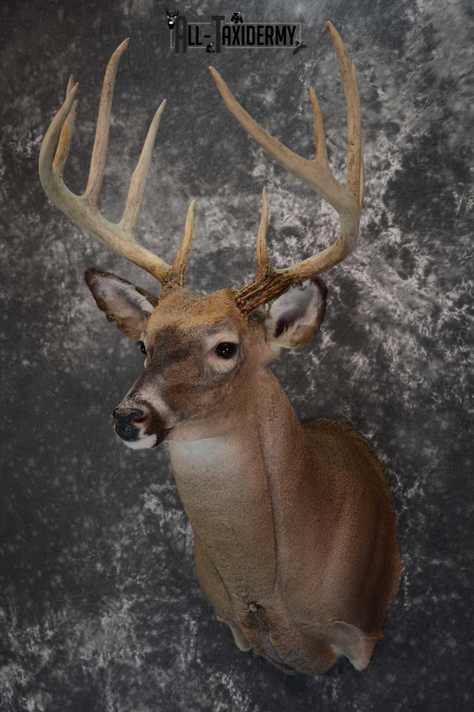 Whitetail deer taxidermy shoulder mount for sale SKU 1658 - Image 5