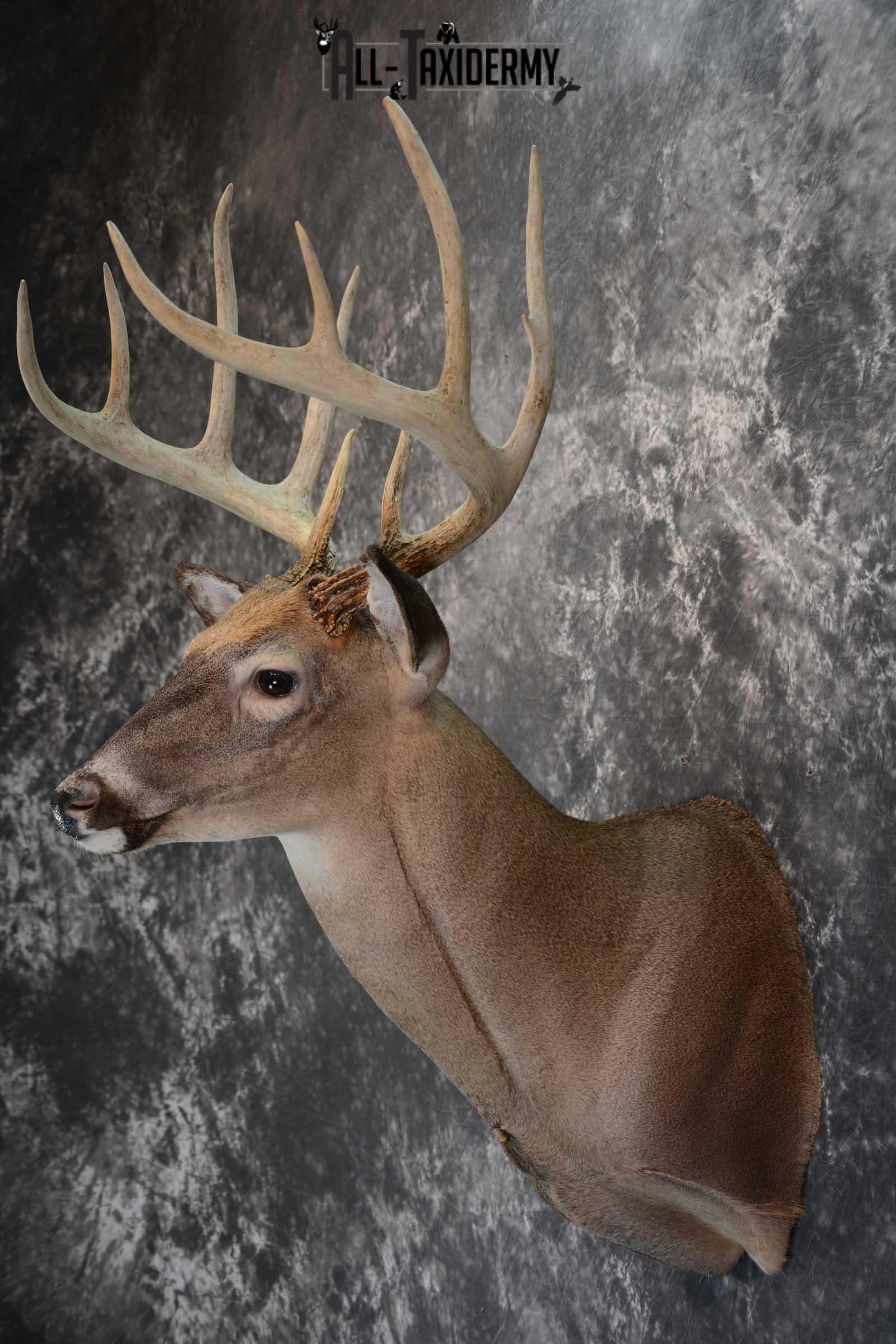 Whitetail deer taxidermy shoulder mount for sale SKU 1658 - Image 4