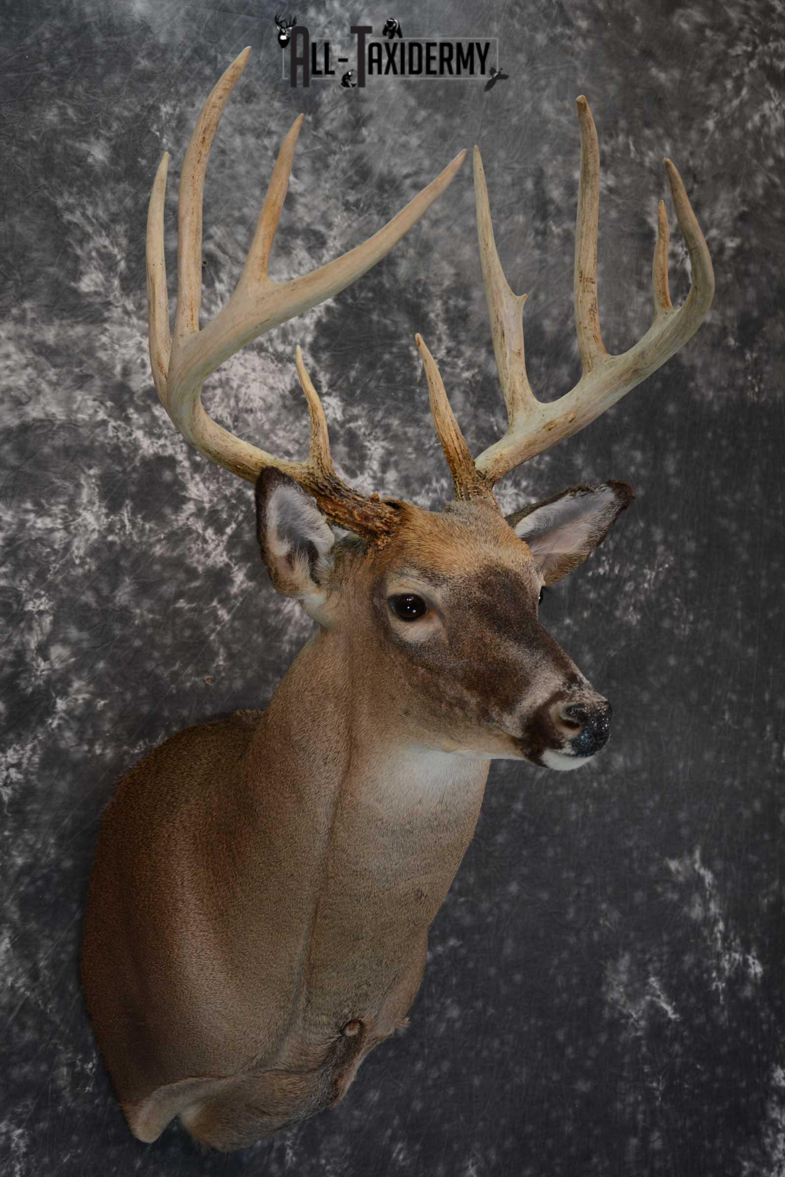 Whitetail deer taxidermy shoulder mount for sale SKU 1658 - Image 3