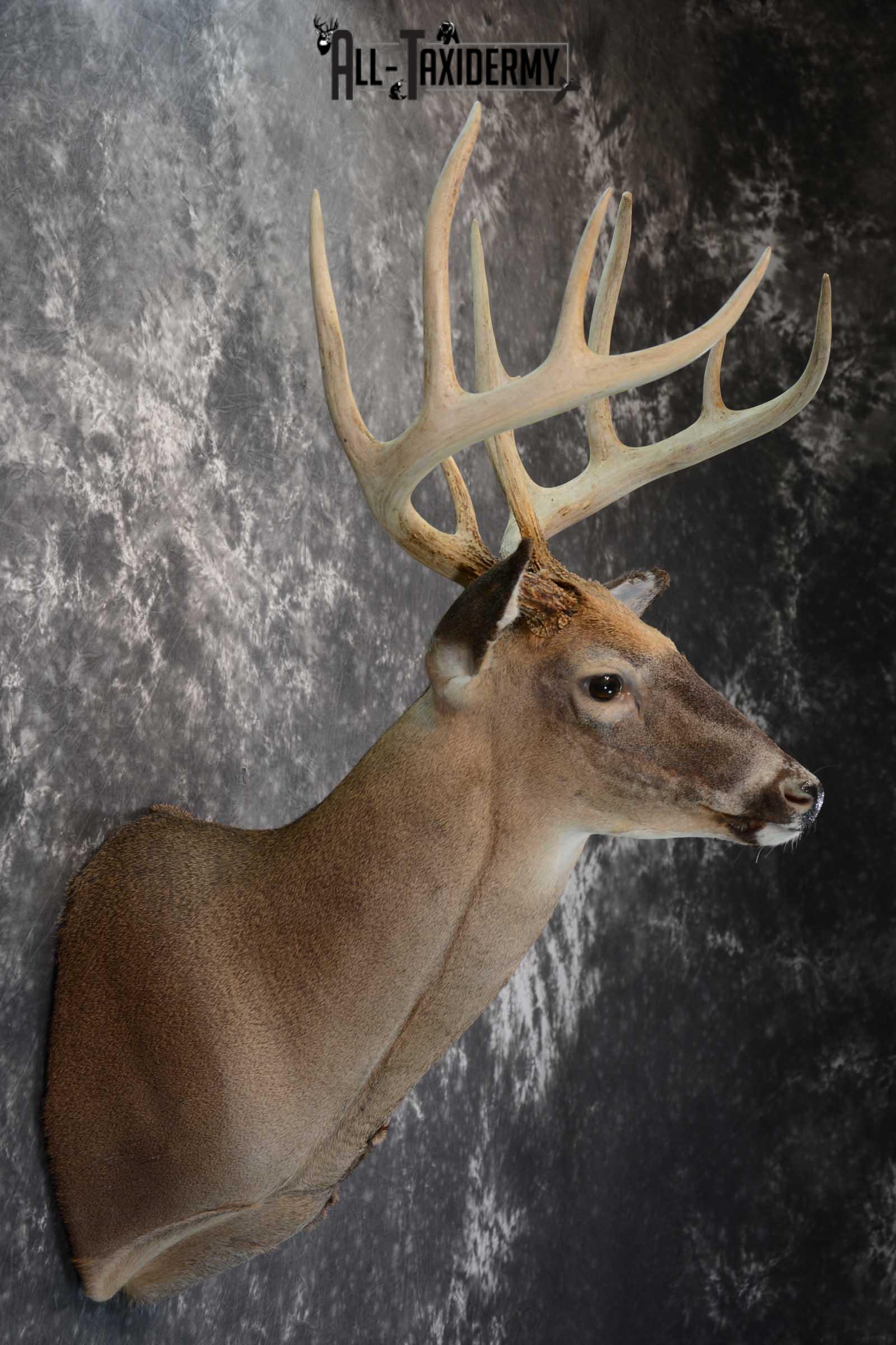 Whitetail deer taxidermy shoulder mount for sale SKU 1658 - Image 2