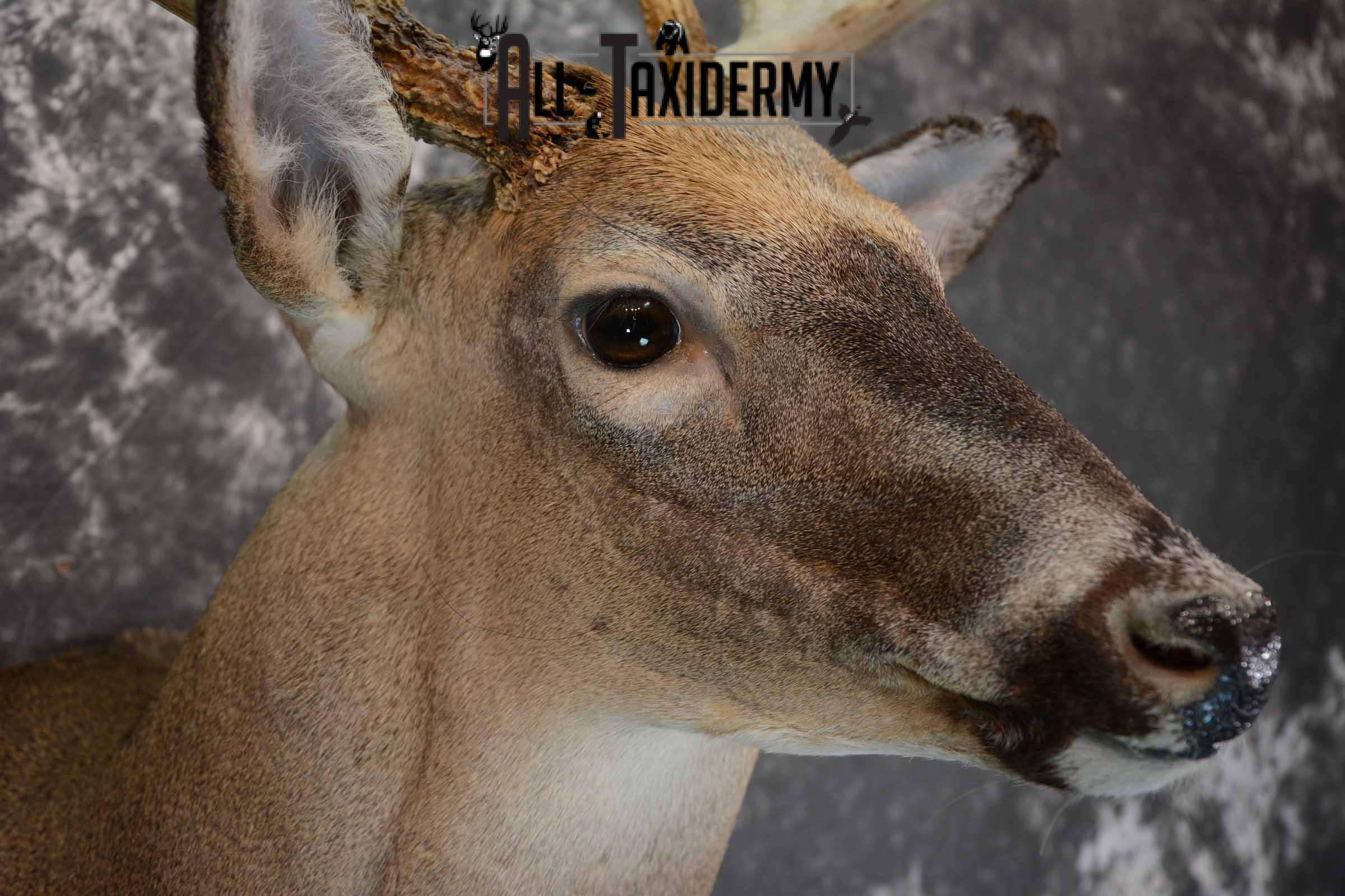 Whitetail deer taxidermy shoulder mount for sale SKU 1658 - Image 6