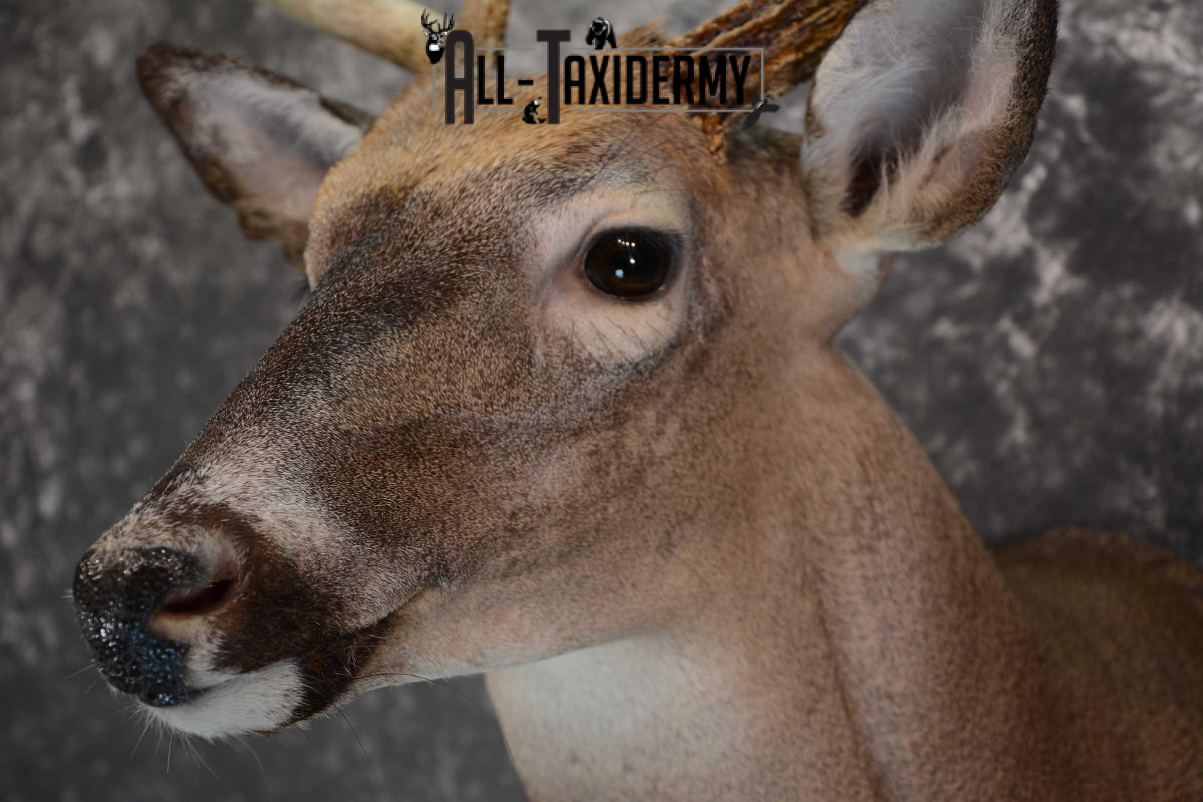 Whitetail deer taxidermy shoulder mount for sale SKU 1658 - Image 7