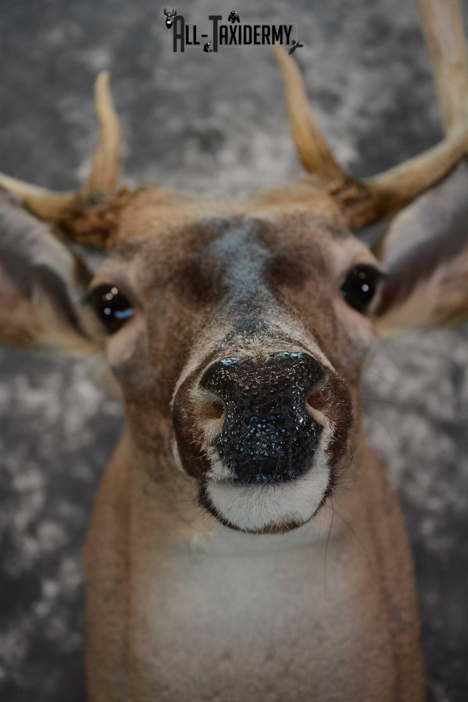 Whitetail deer taxidermy shoulder mount for sale SKU 1658 - Image 8