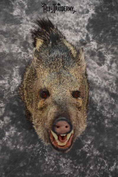 Javelina shoulder taxidermy mount for sale SKU 1661