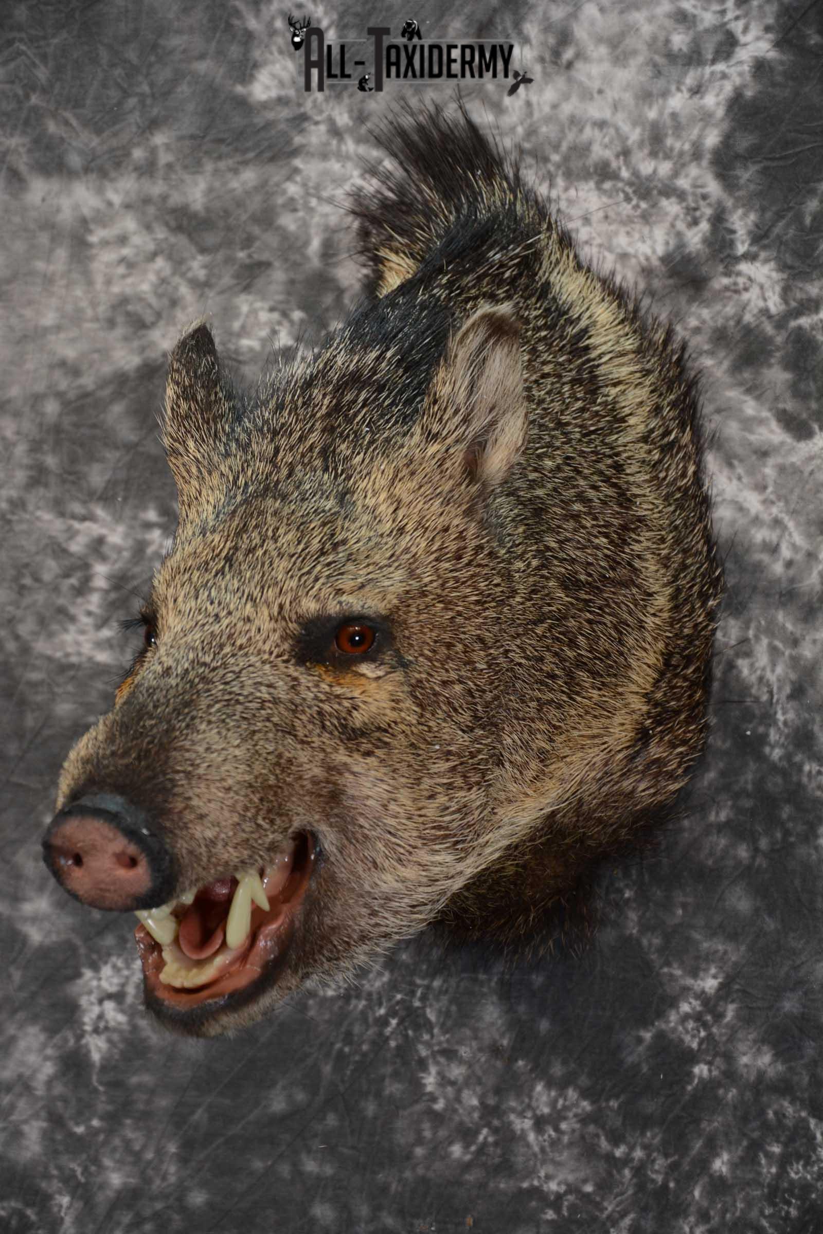Javelina shoulder taxidermy mount for sale SKU 1661 - Image 7