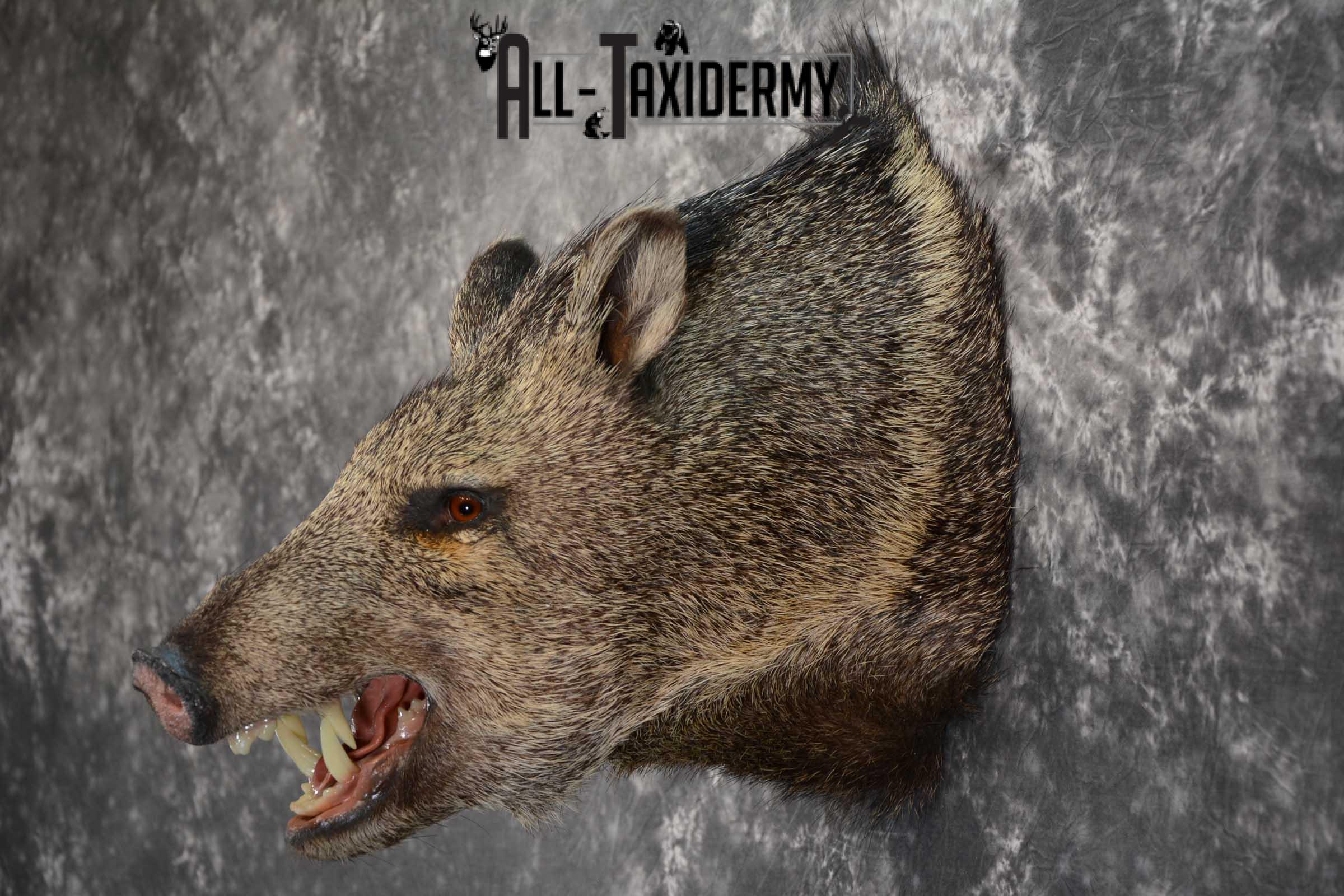 Javelina shoulder taxidermy mount for sale SKU 1661 - Image 6