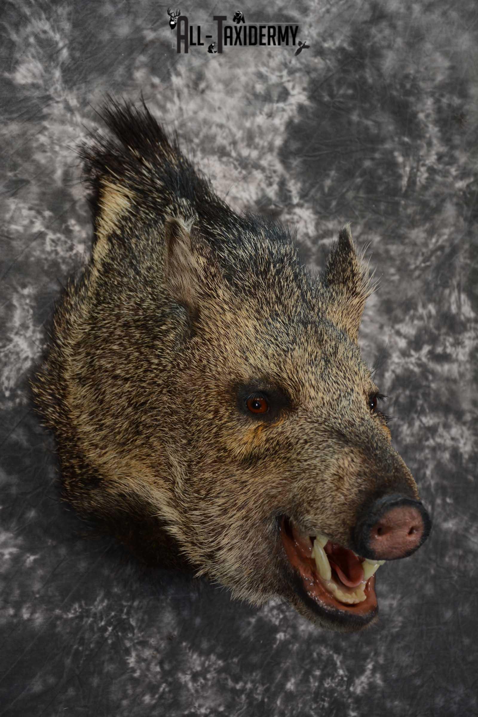 Javelina shoulder taxidermy mount for sale SKU 1661 - Image 5