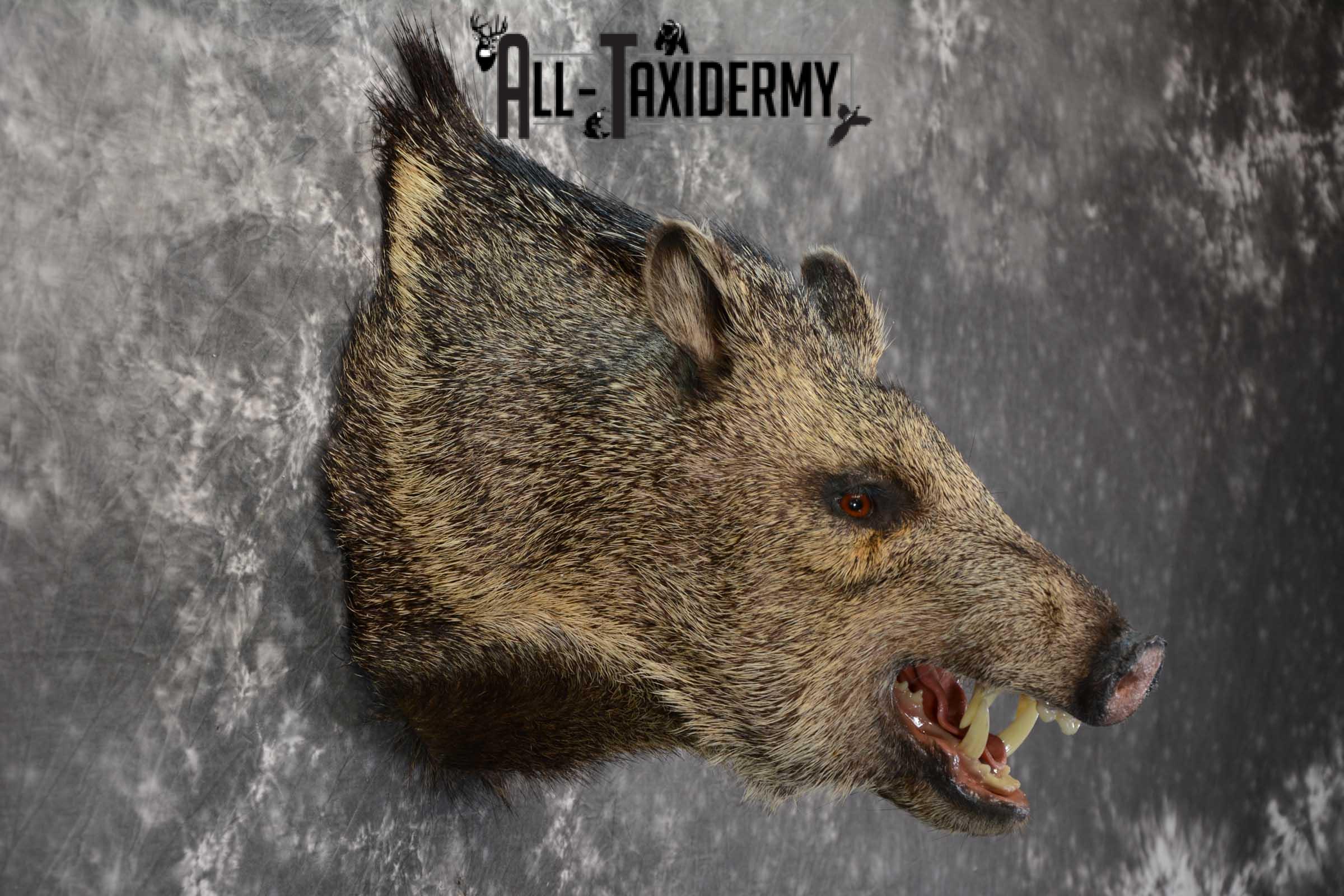 Javelina shoulder taxidermy mount for sale SKU 1661 - Image 4