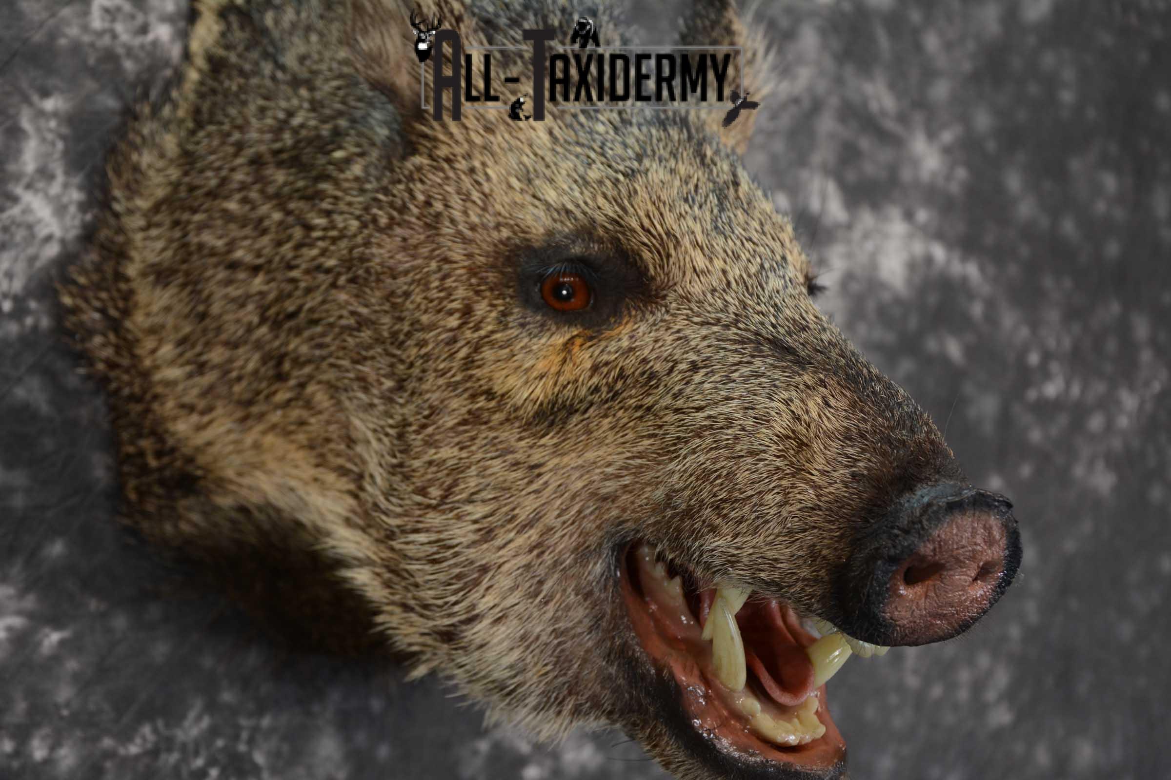 Javelina shoulder taxidermy mount for sale SKU 1661 - Image 3