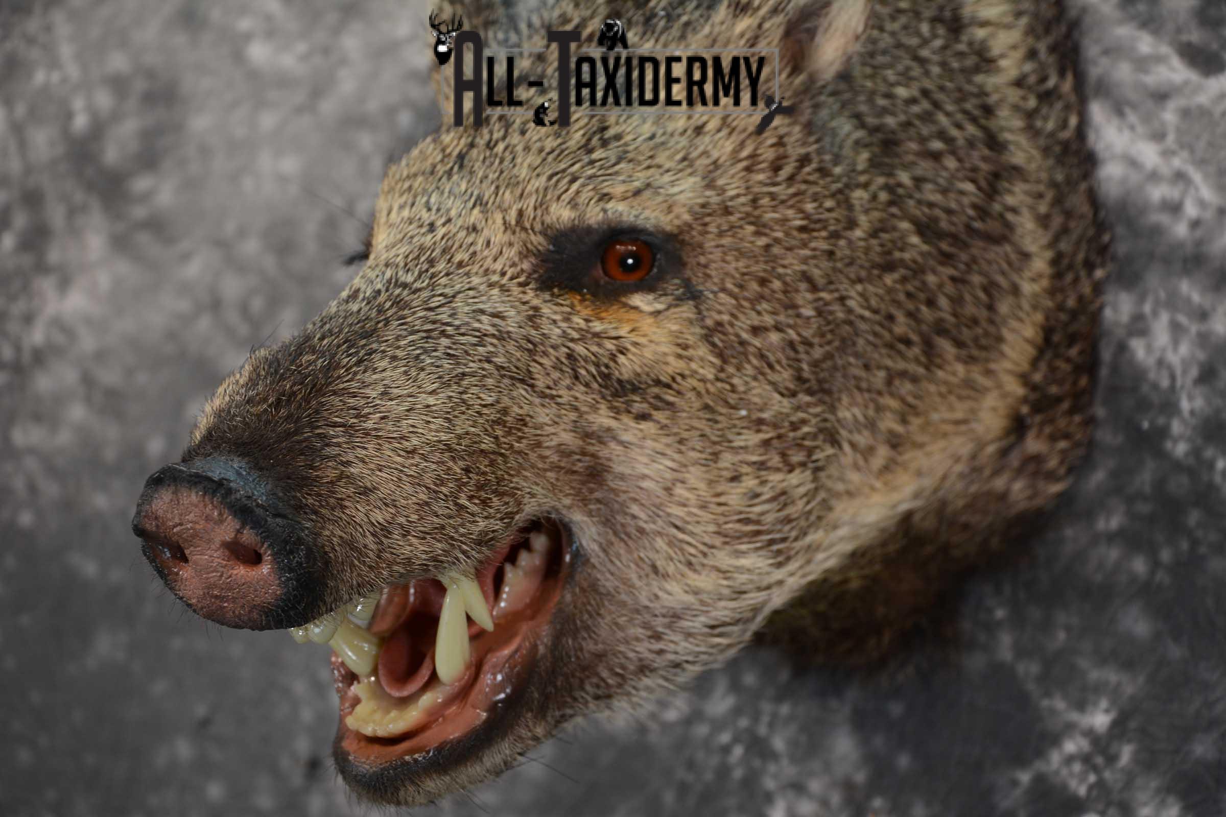 Javelina shoulder taxidermy mount for sale SKU 1661 - Image 2