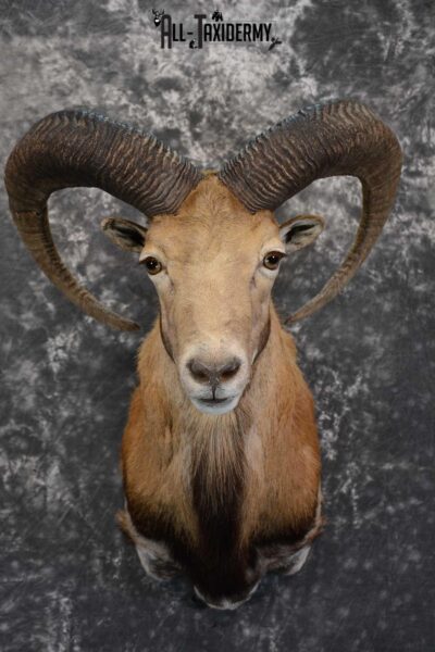 Red Sheep taxidermy shoulder mount for sale SKU 1662