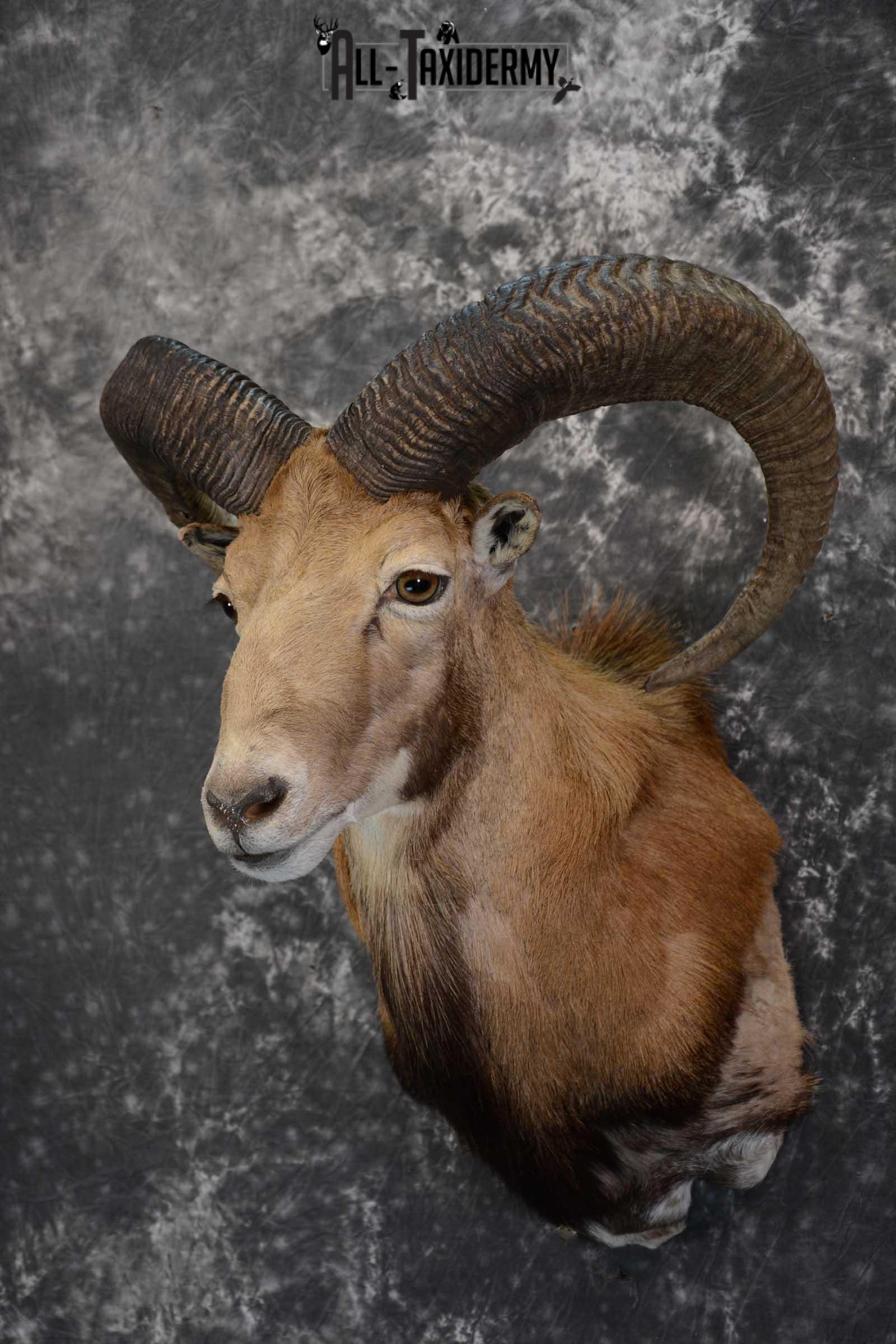 Red Sheep taxidermy shoulder mount for sale SKU 1662 - Image 8