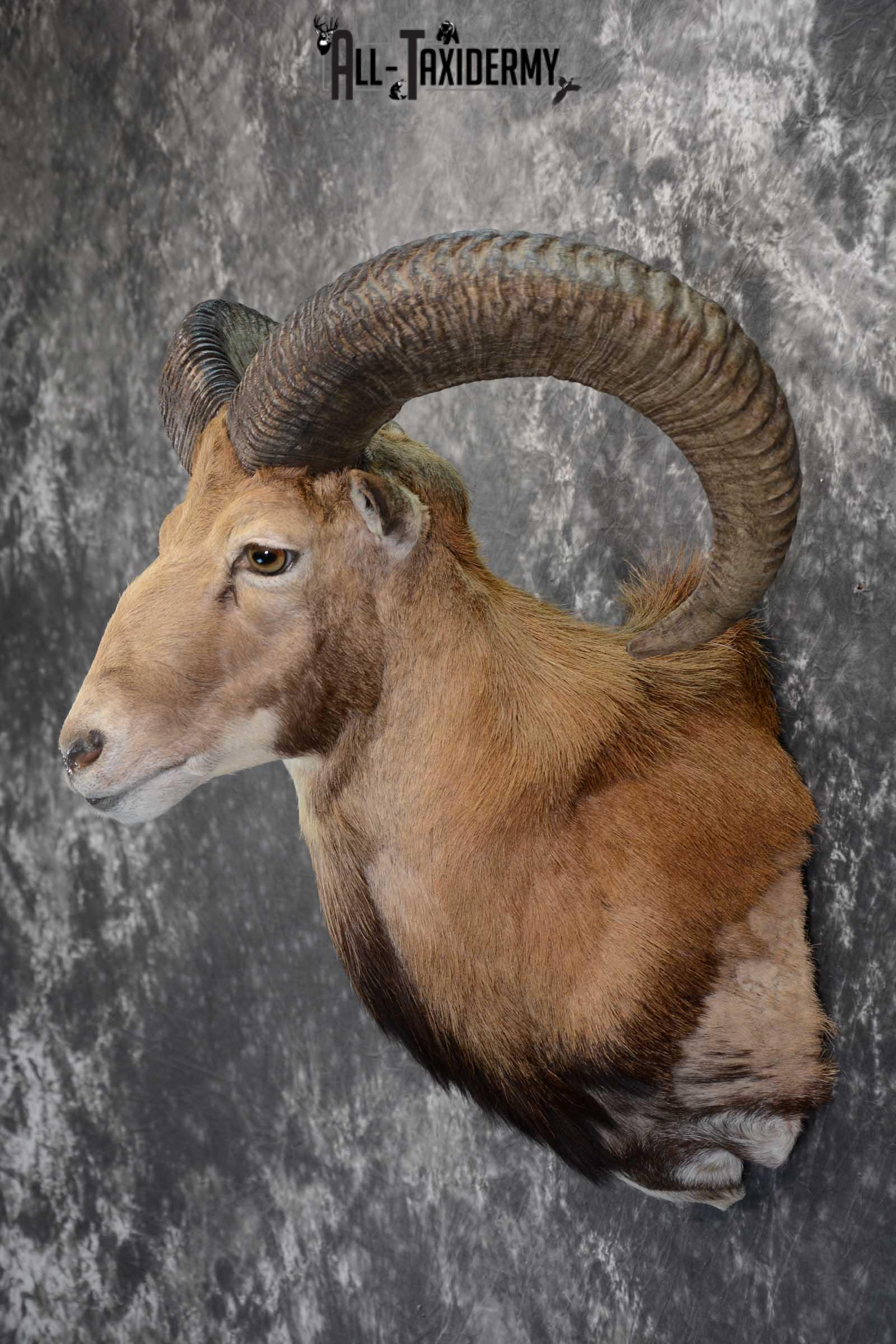 Red Sheep taxidermy shoulder mount for sale SKU 1662 - Image 7