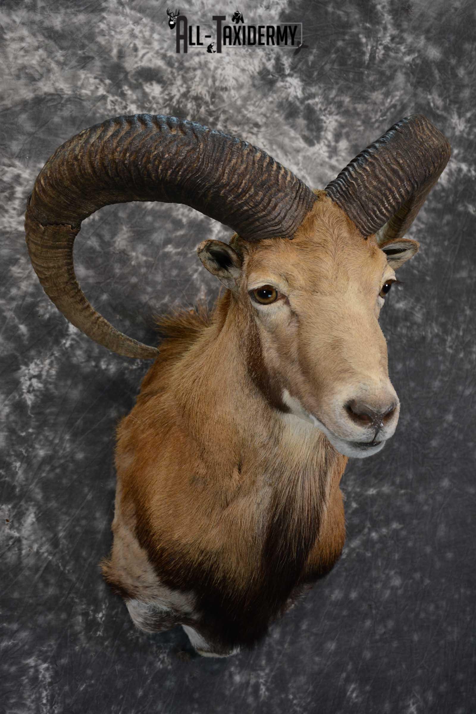 Red Sheep taxidermy shoulder mount for sale SKU 1662 - Image 6