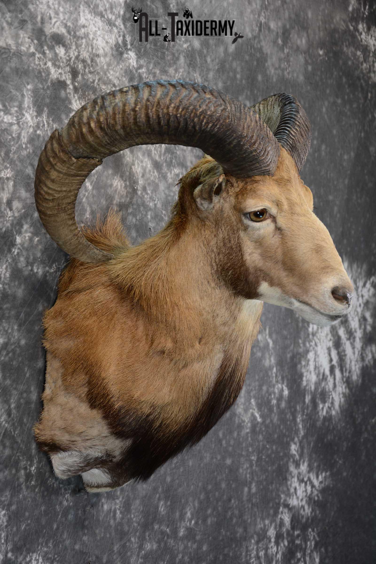 Red Sheep taxidermy shoulder mount for sale SKU 1662 - Image 5