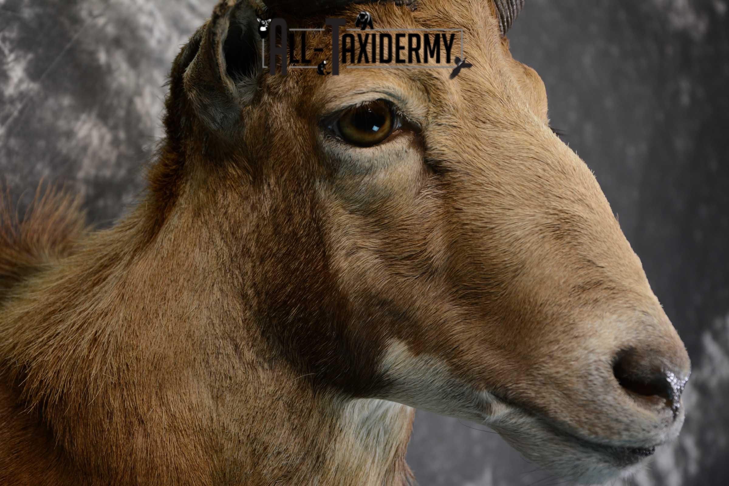 Red Sheep taxidermy shoulder mount for sale SKU 1662 - Image 4