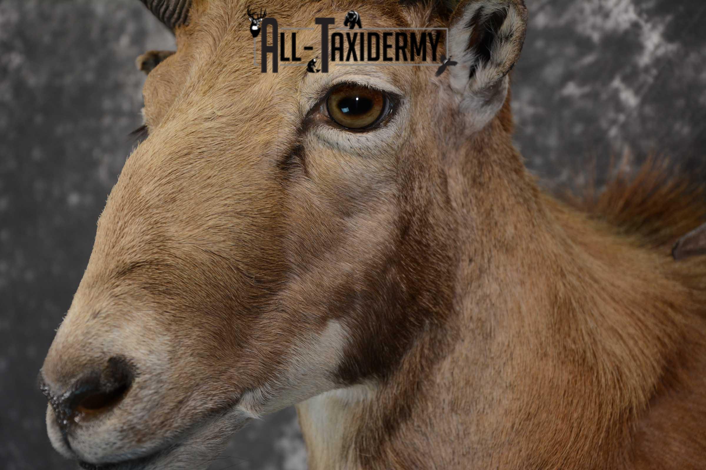 Red Sheep taxidermy shoulder mount for sale SKU 1662 - Image 3