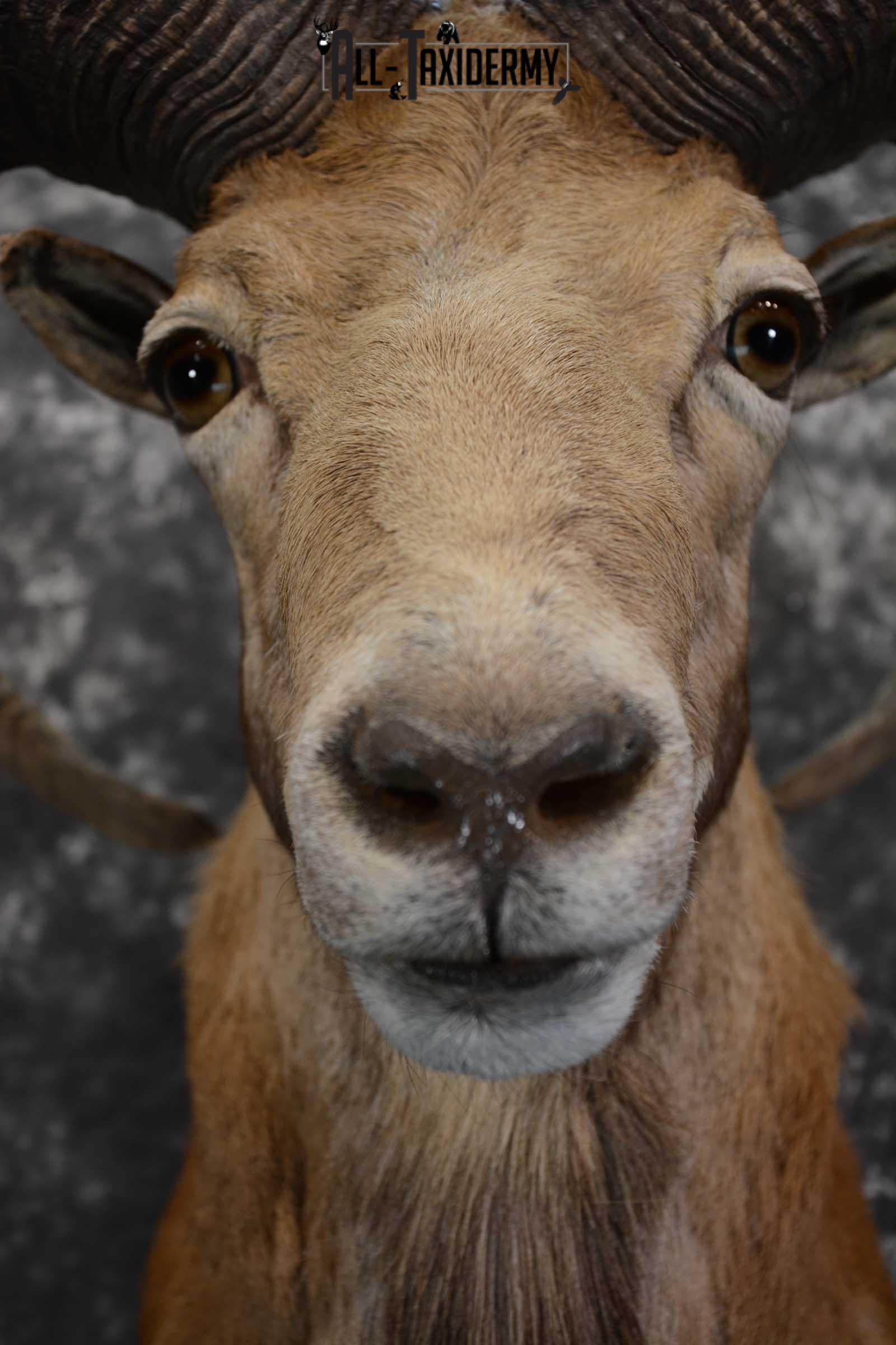 Red Sheep taxidermy shoulder mount for sale SKU 1662 - Image 2