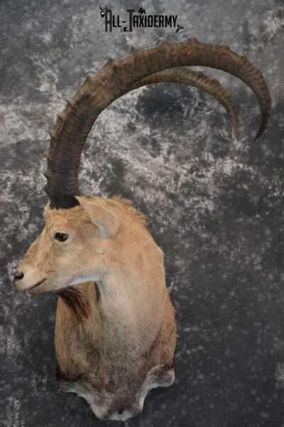 Nubian Ibex taxidermy shoulder mount for sale SKU 1664