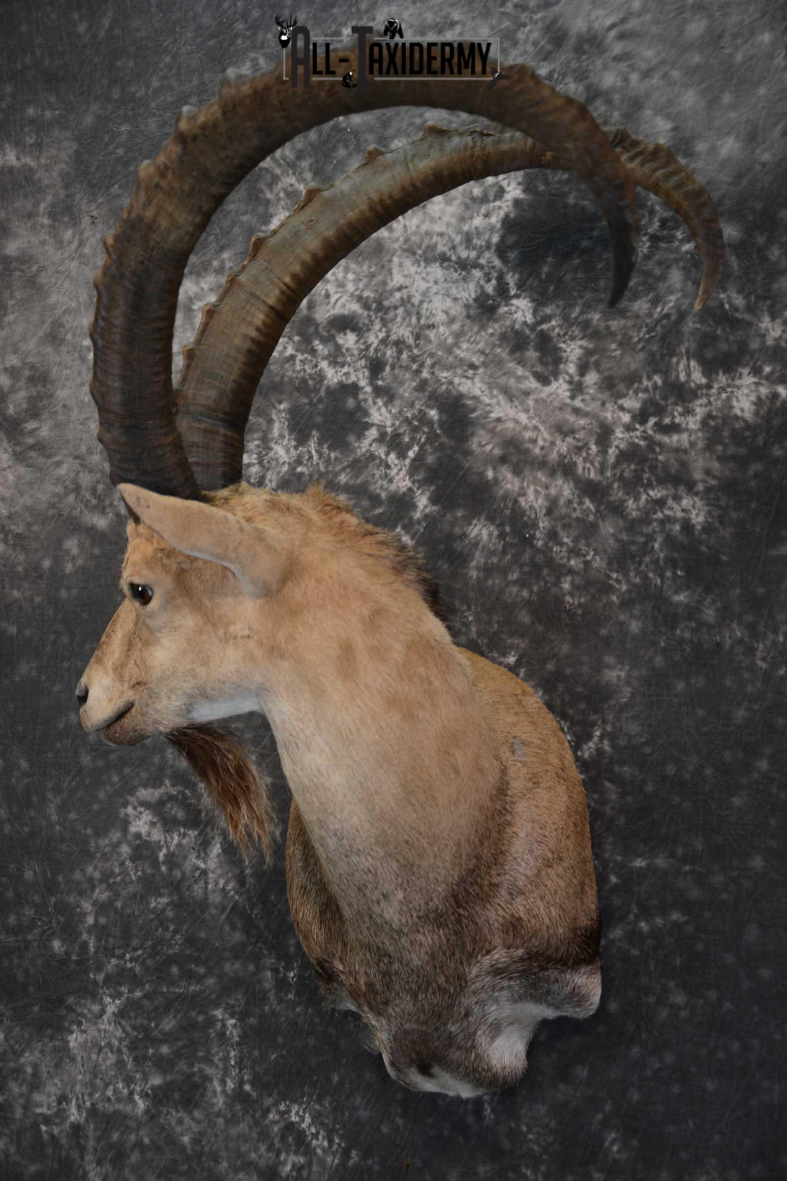 Nubian Ibex taxidermy shoulder mount for sale SKU 1664 - Image 8