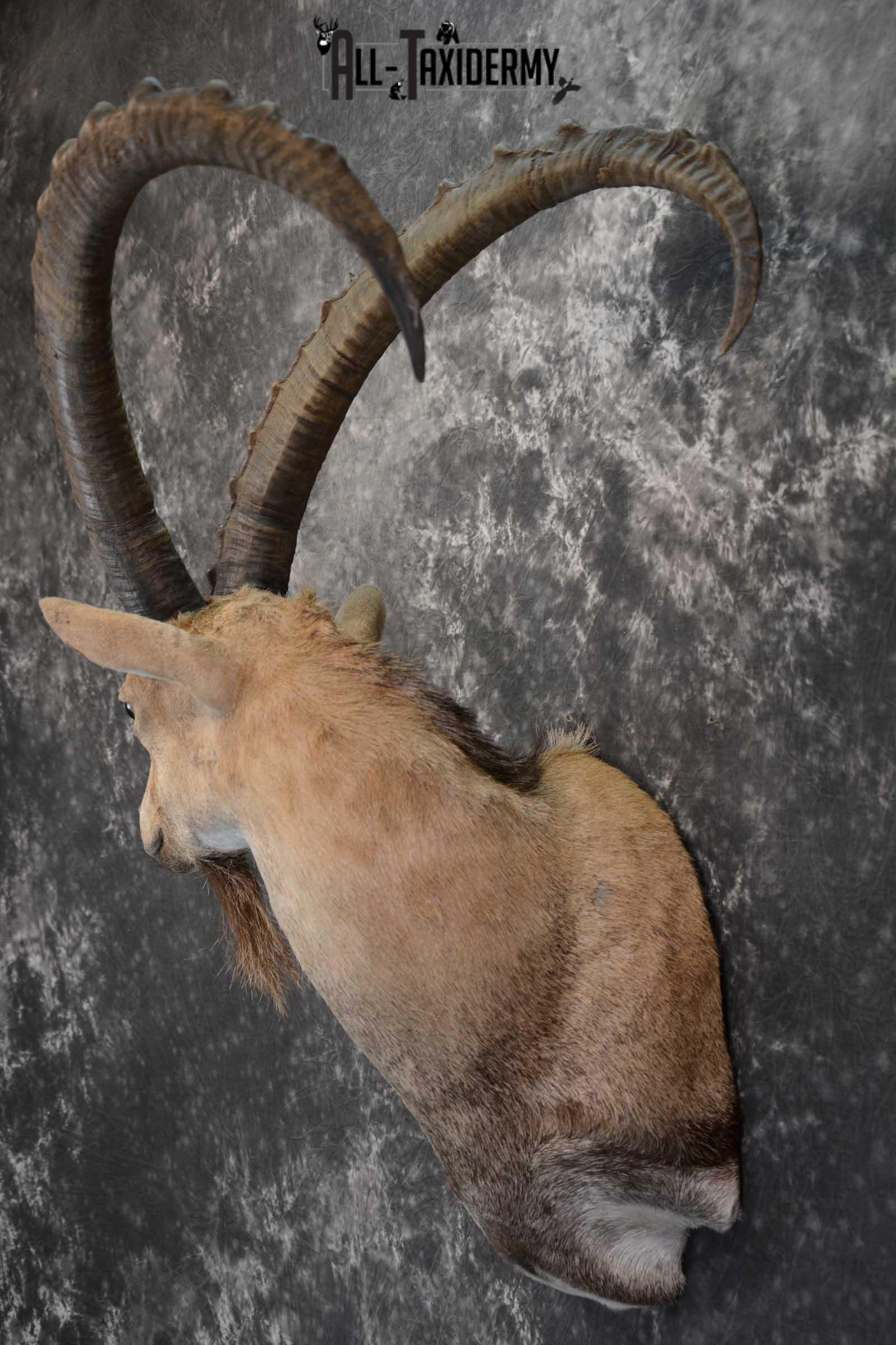 Nubian Ibex taxidermy shoulder mount for sale SKU 1664 - Image 7