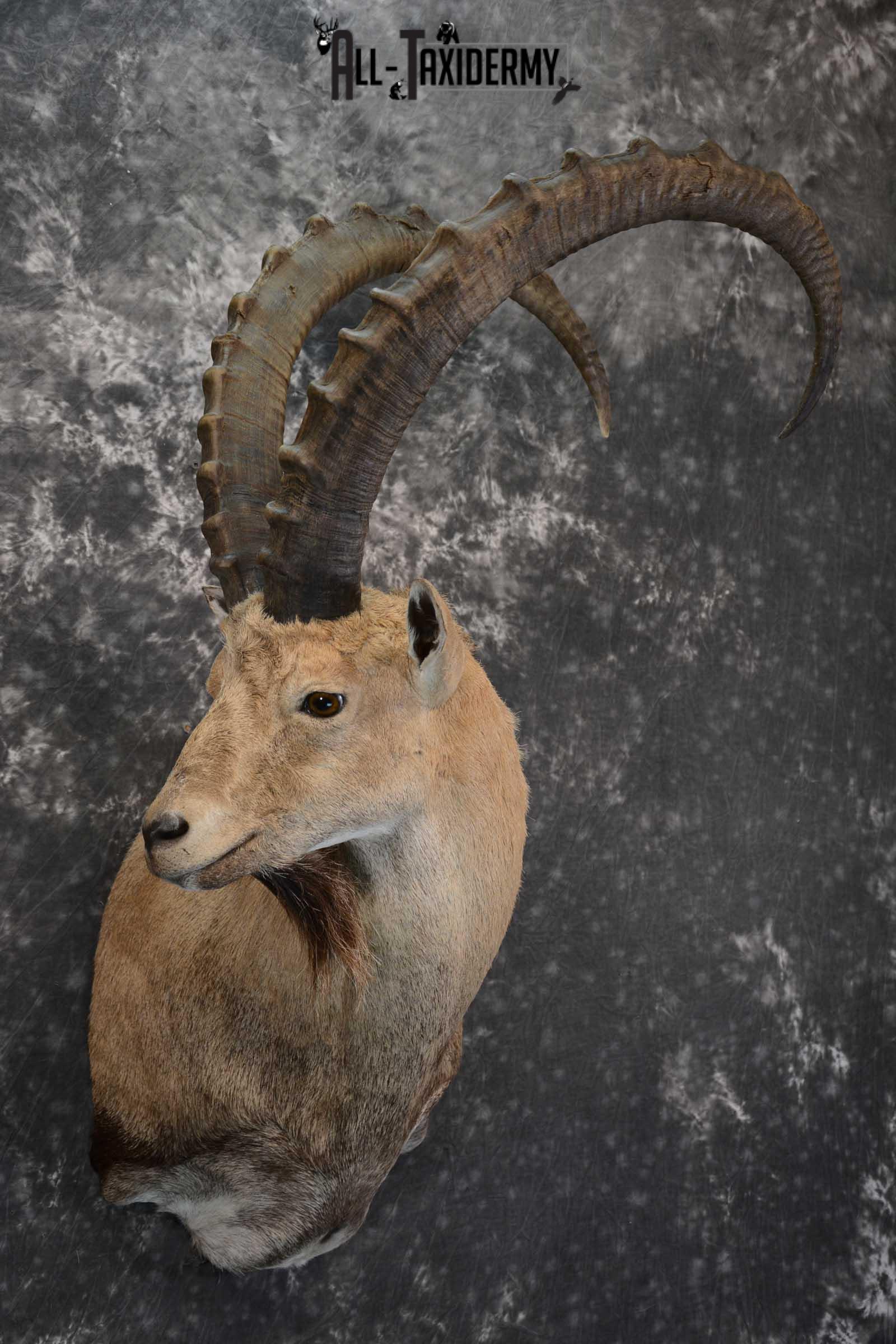 Nubian Ibex