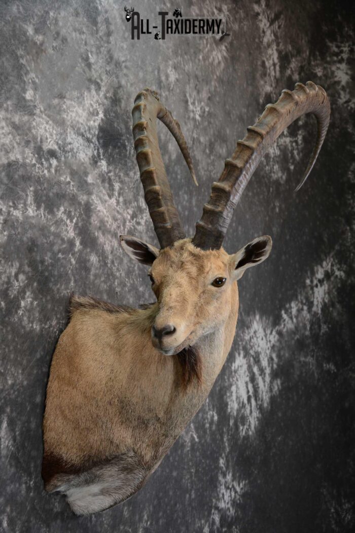 Alpine Ibex taxidermy shoulder mount for sale SKU 1664