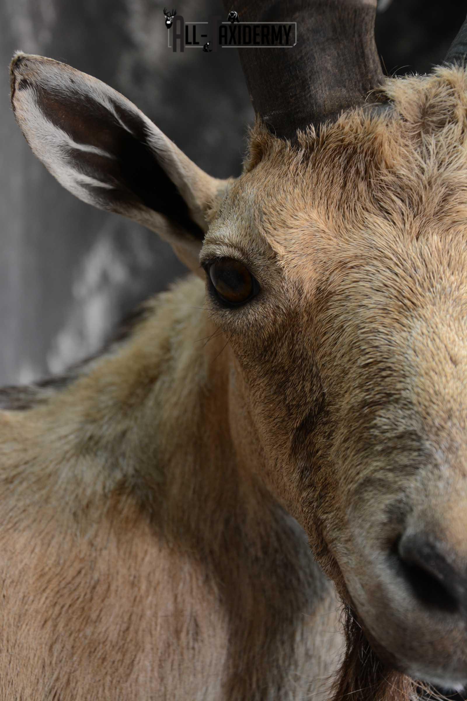 Nubian Ibex taxidermy shoulder mount for sale SKU 1664 - Image 4