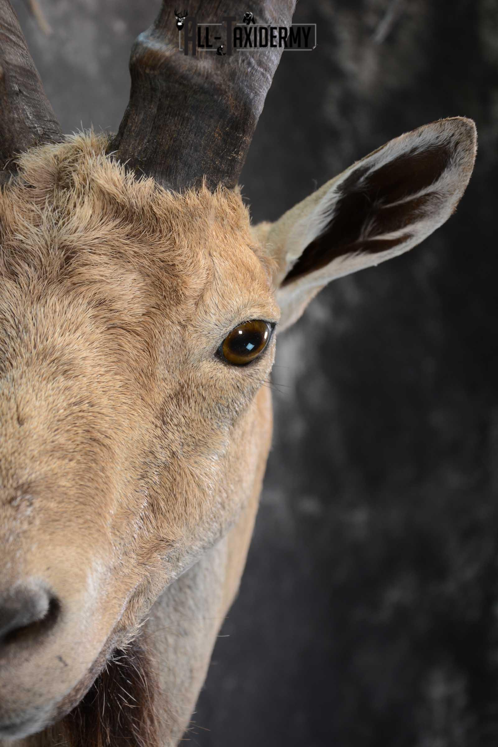 Nubian Ibex taxidermy shoulder mount for sale SKU 1664 - Image 3