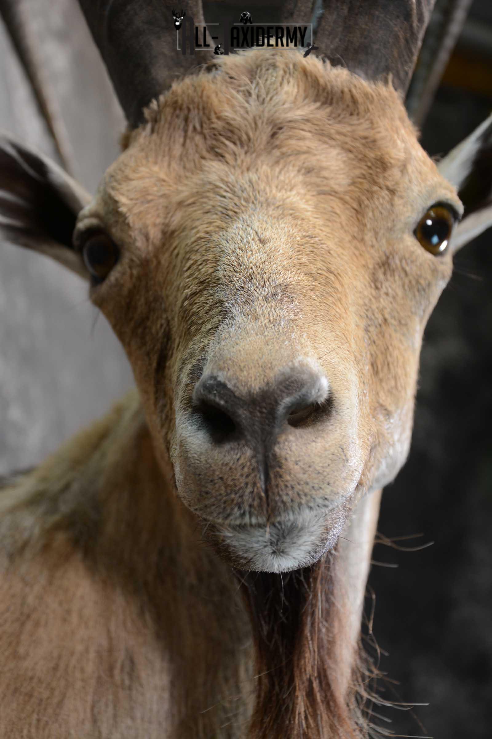 Nubian Ibex taxidermy shoulder mount for sale SKU 1664 - Image 2